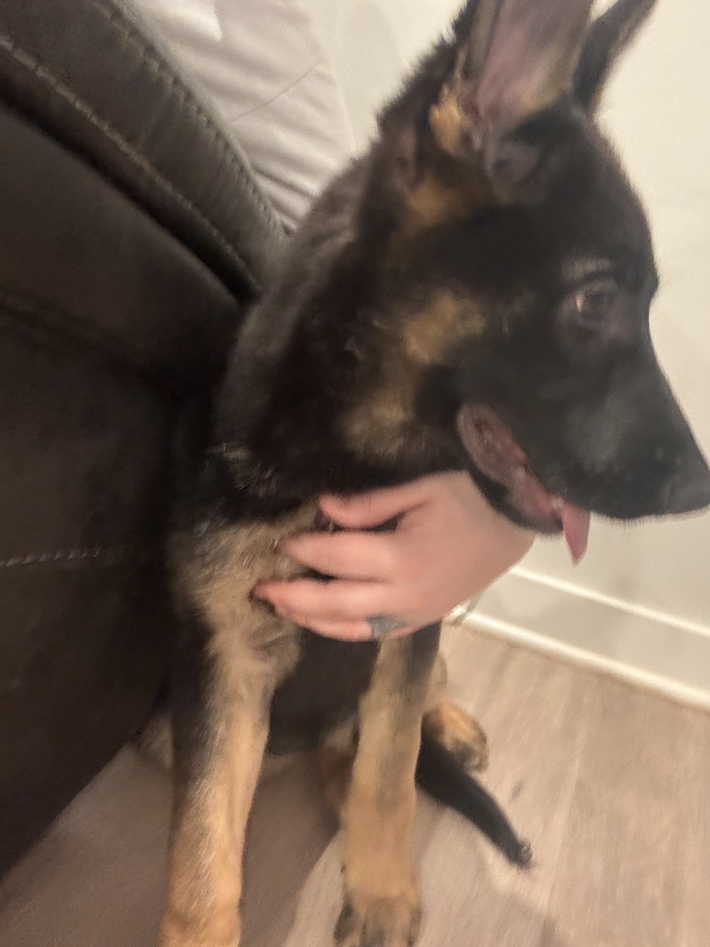 German shepherd puppy image 5