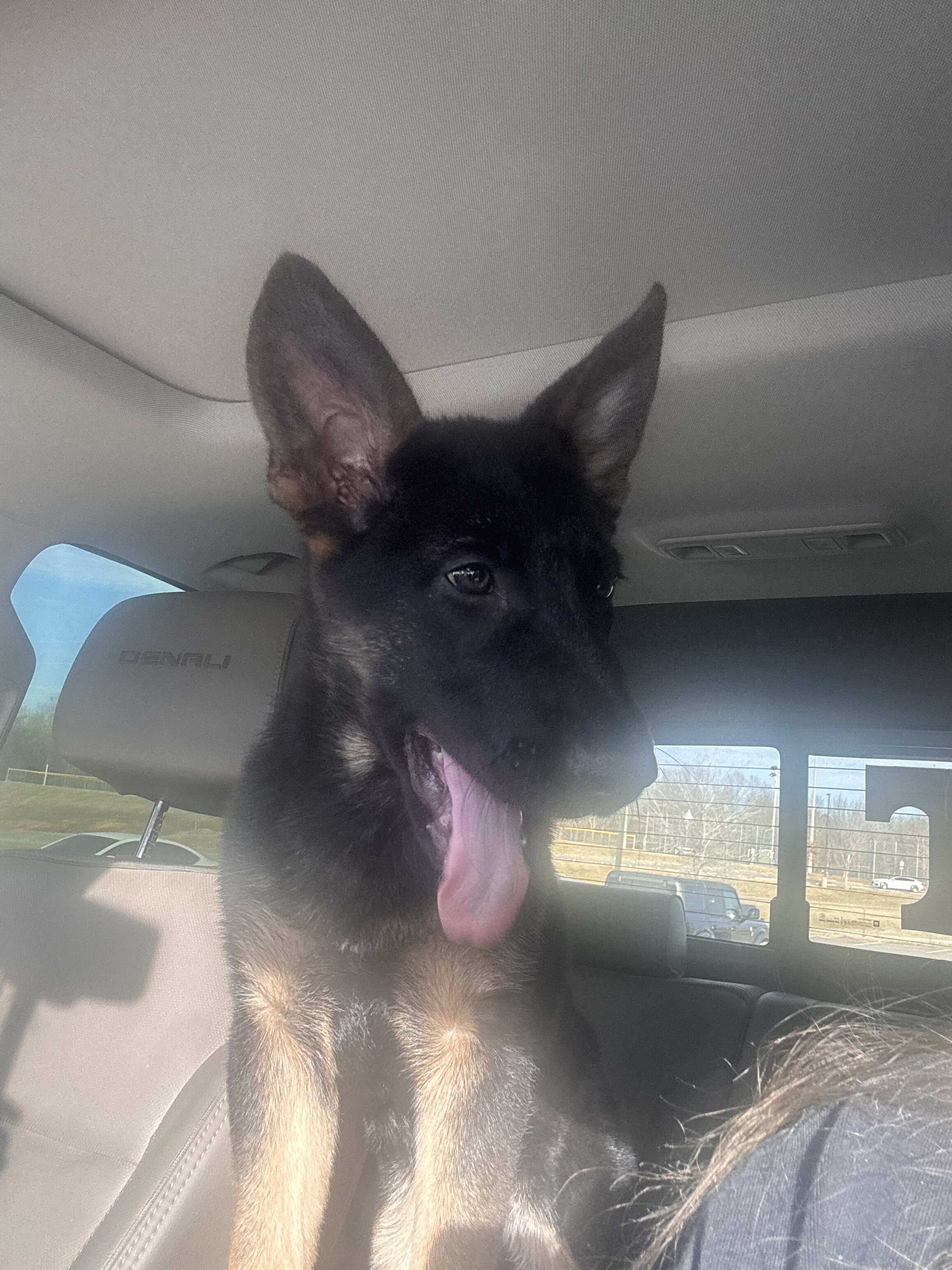 German shepherd puppy image 4