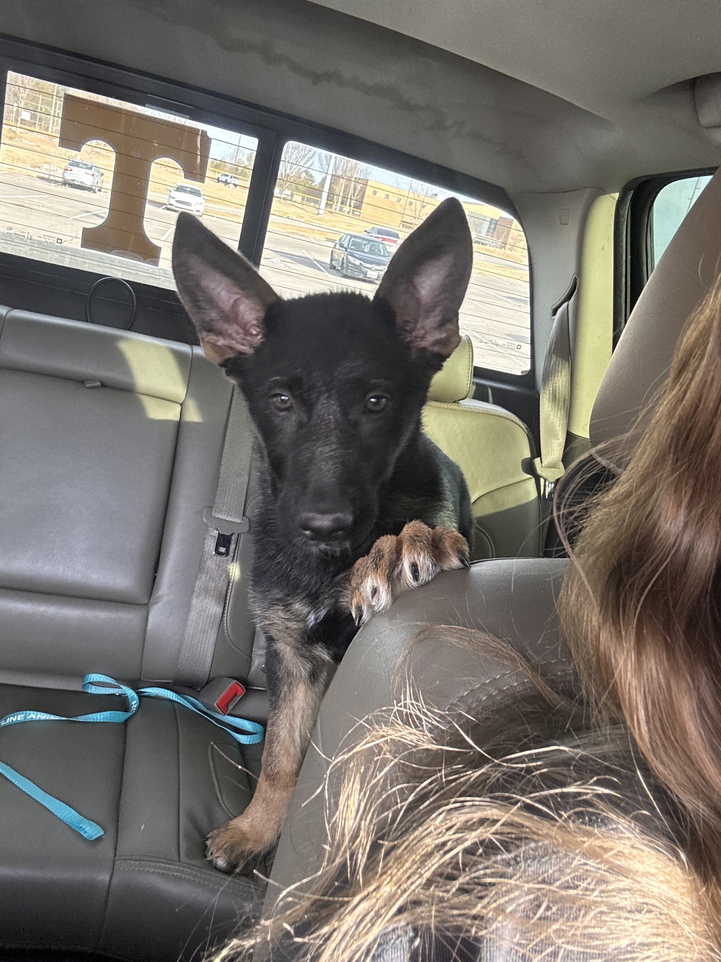 German shepherd puppy image 3