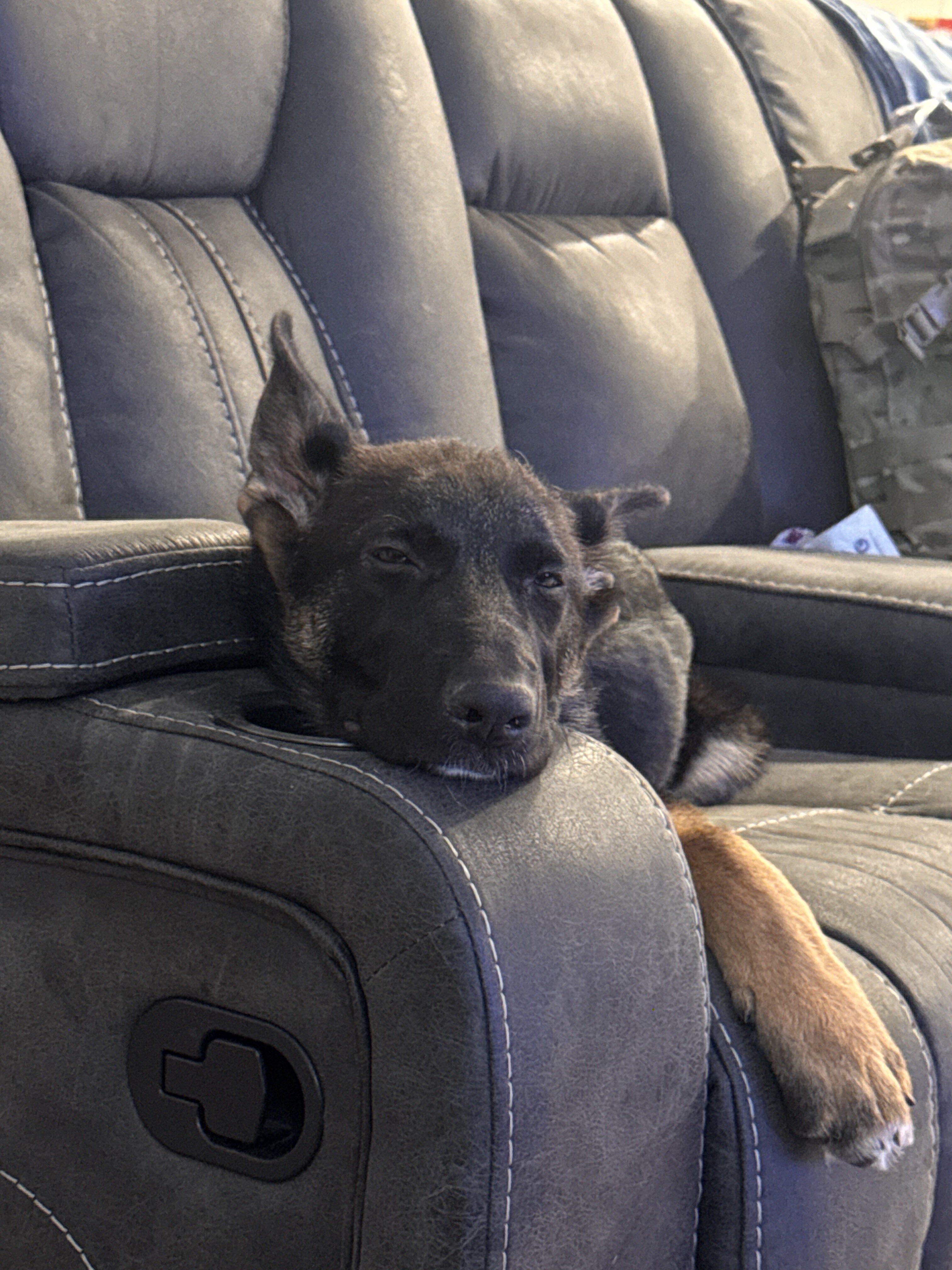 German shepherd puppy image 2