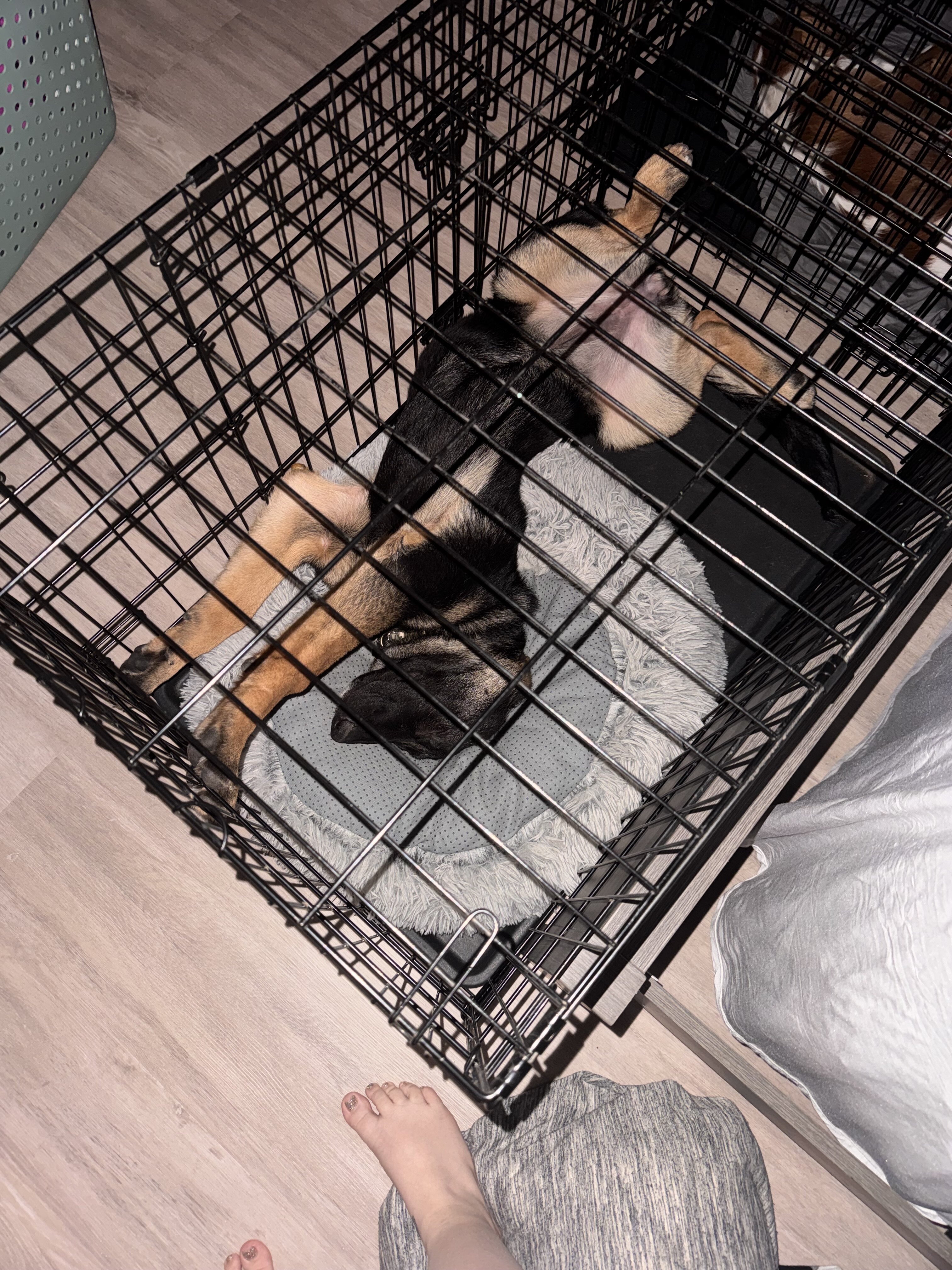 German shepherd puppy image 1