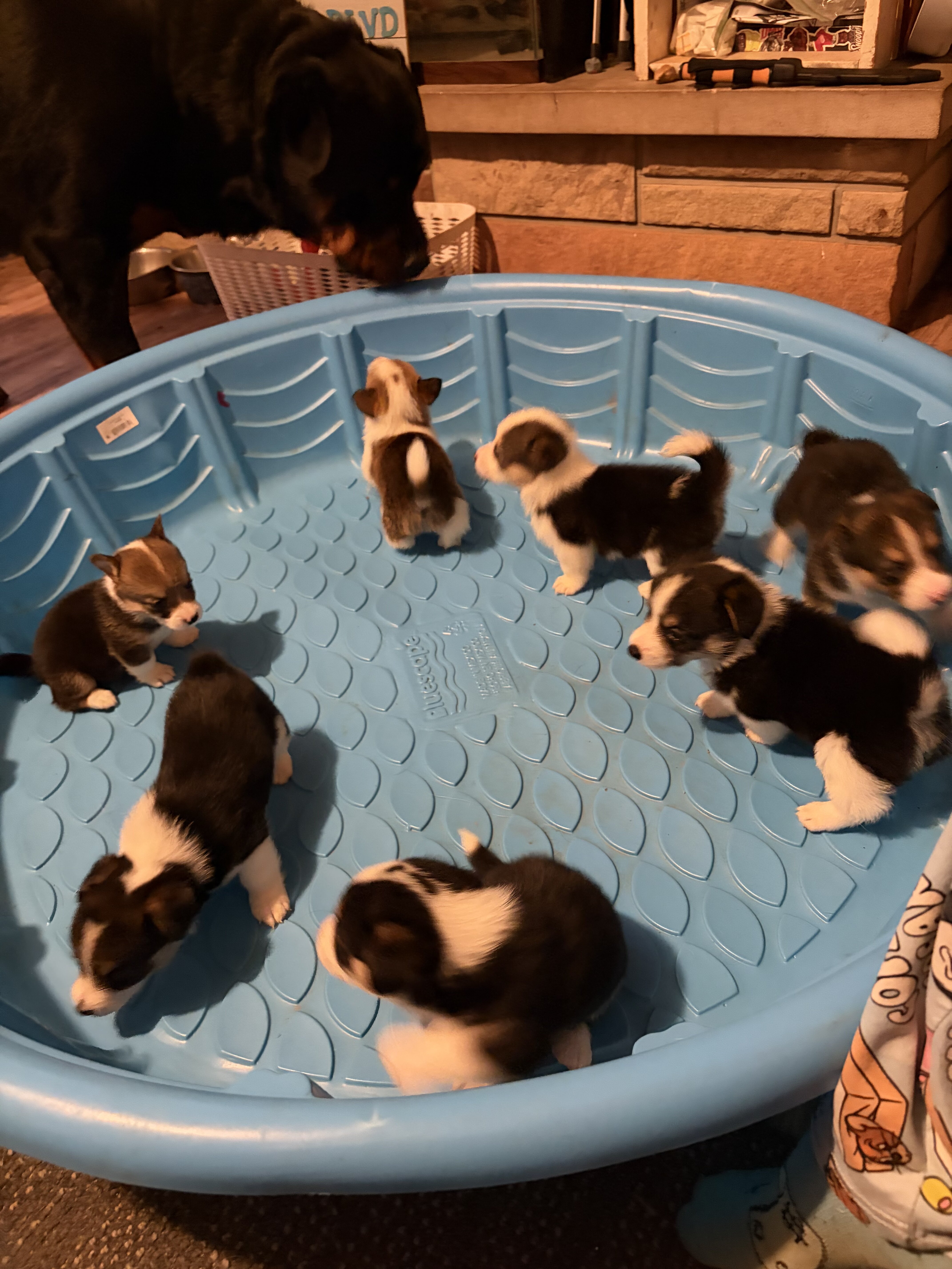 Puppy’s Corgi FurBabys image 1