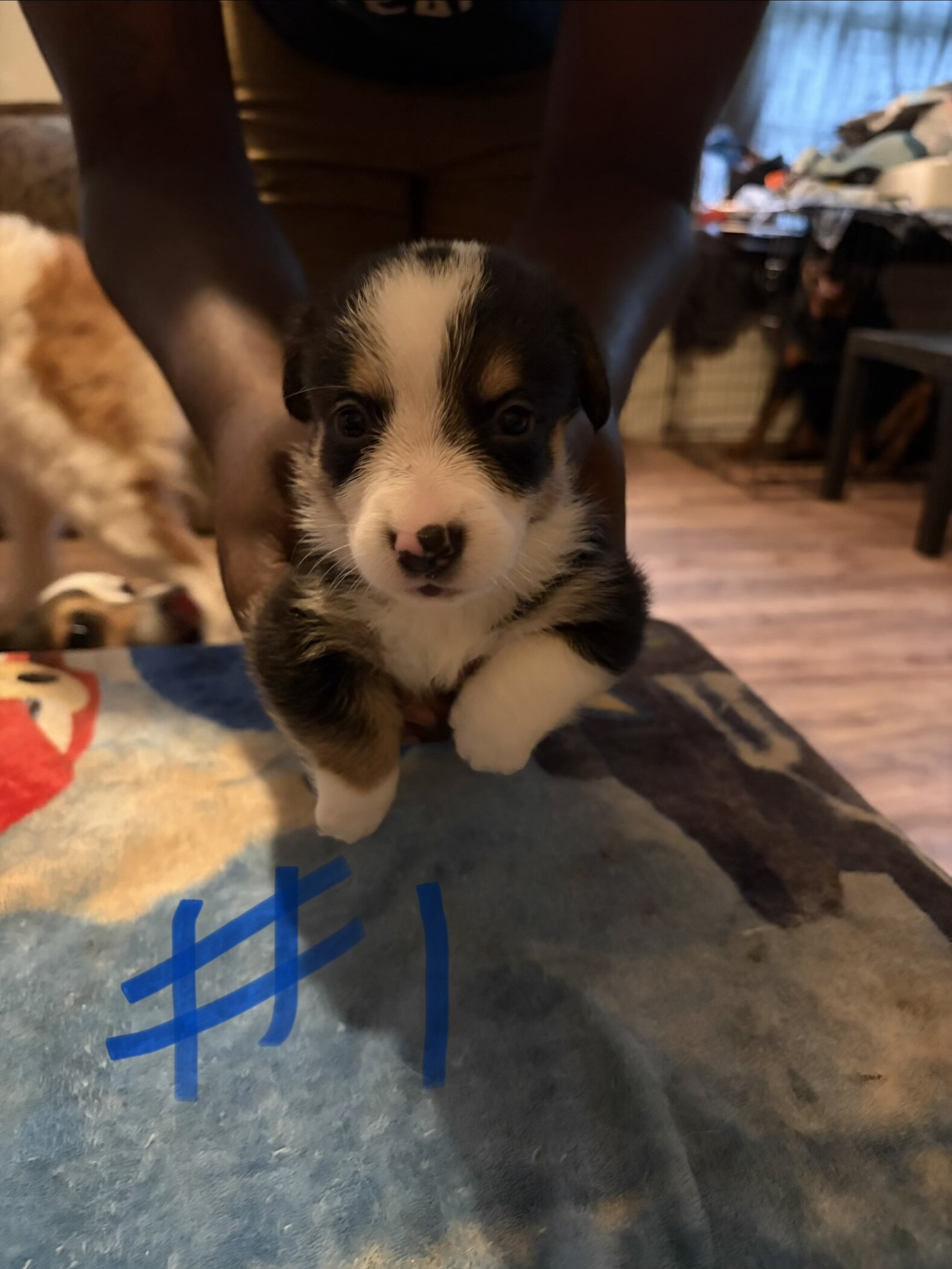 Puppy’s Corgi FurBabys image 2