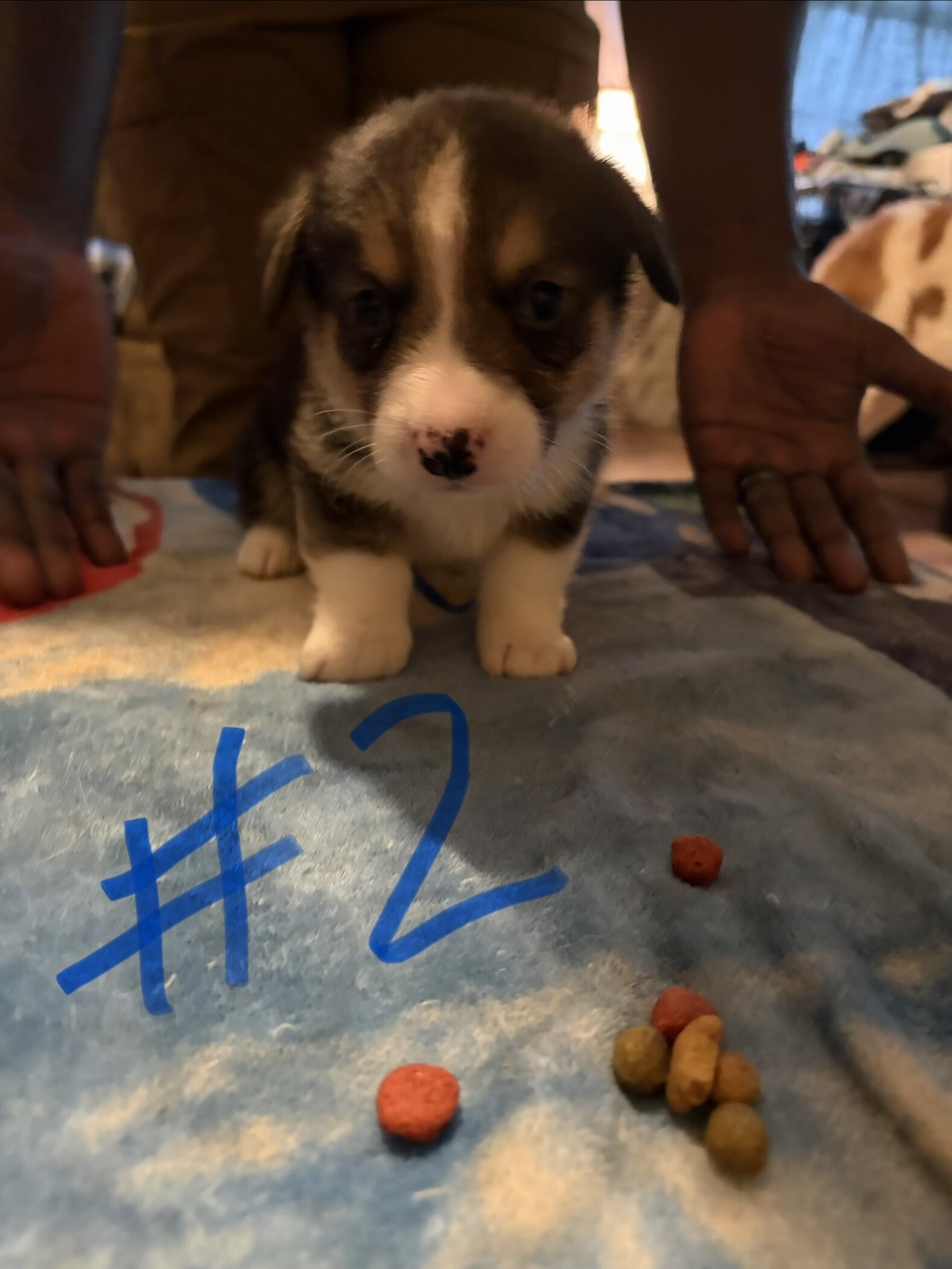 Puppy’s Corgi FurBabys image 3