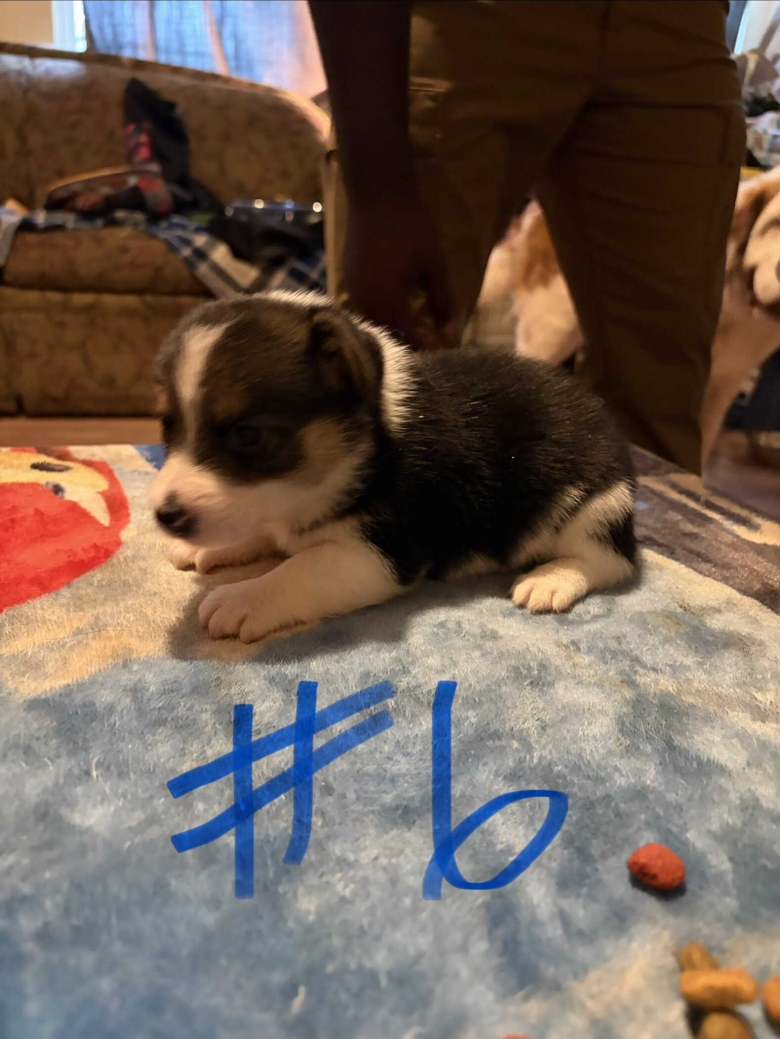 Puppy’s Corgi FurBabys image 6