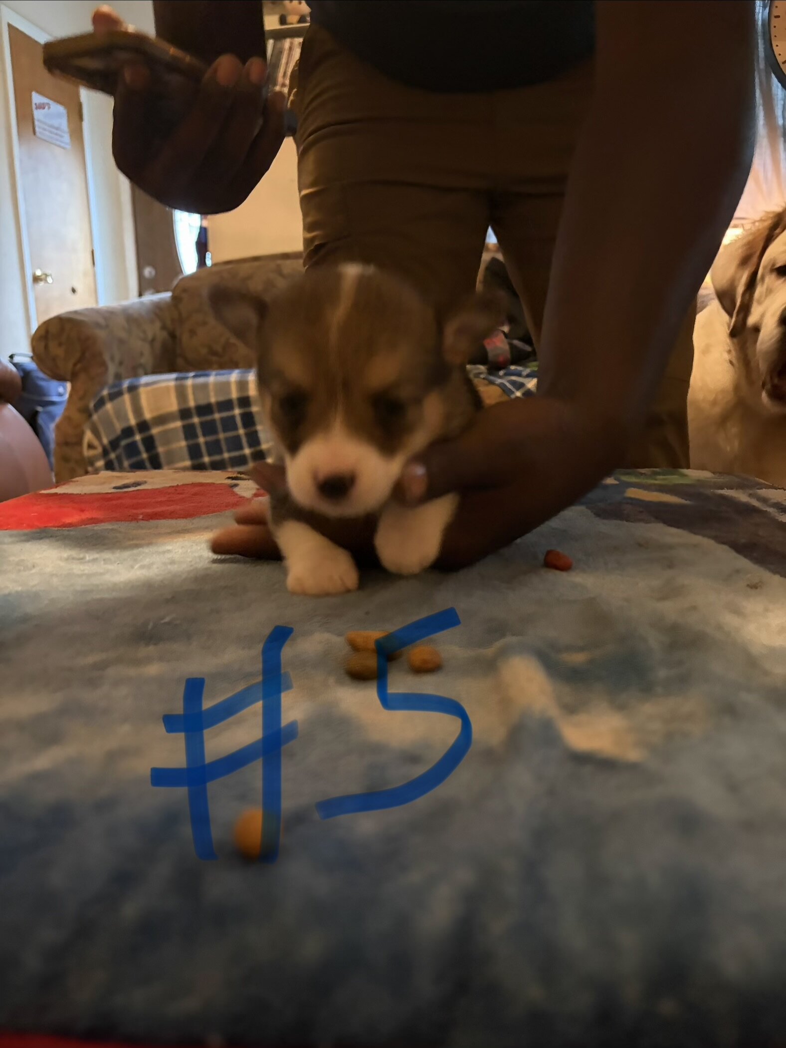 Puppy’s Corgi FurBabys image 5