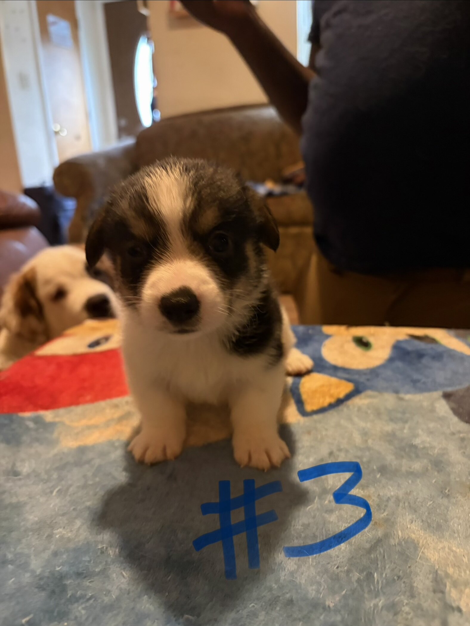 Puppy’s Corgi FurBabys image 4