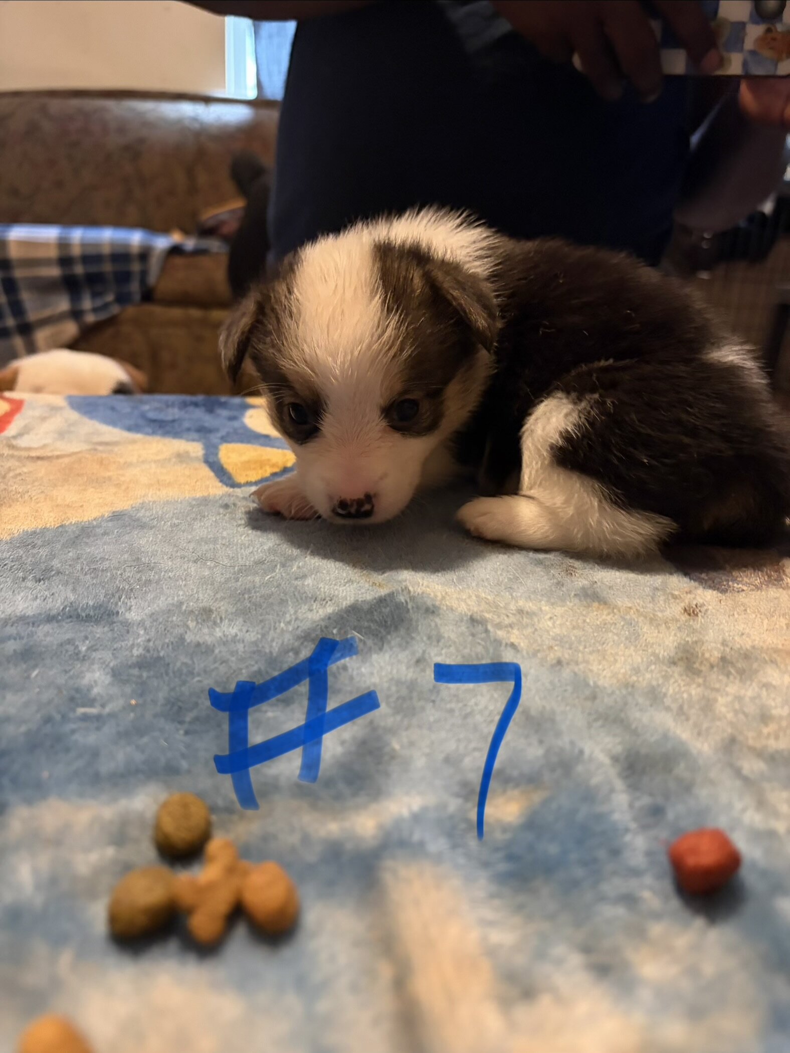 Puppy’s Corgi FurBabys image 7