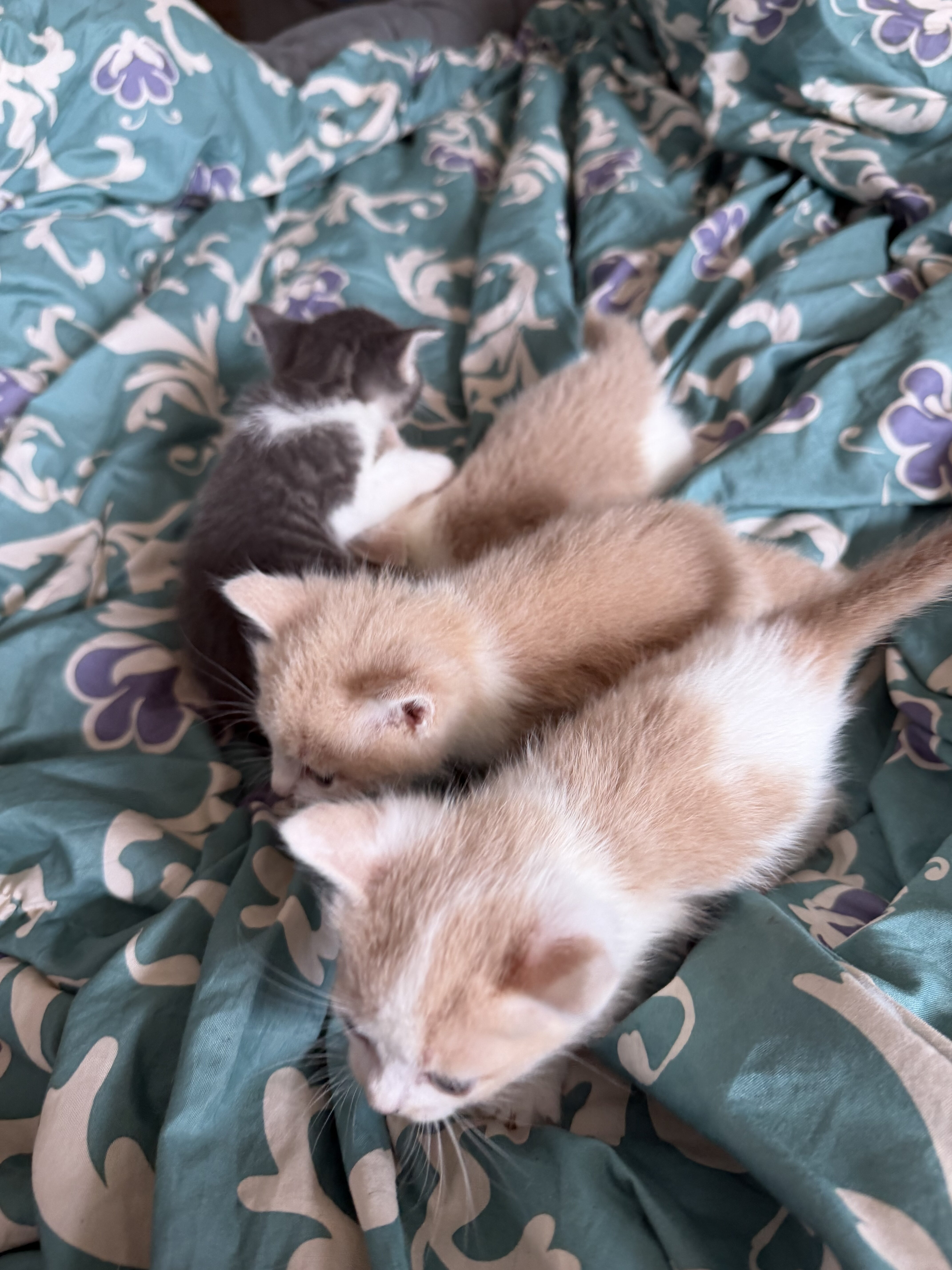 Kittens for sale image 2