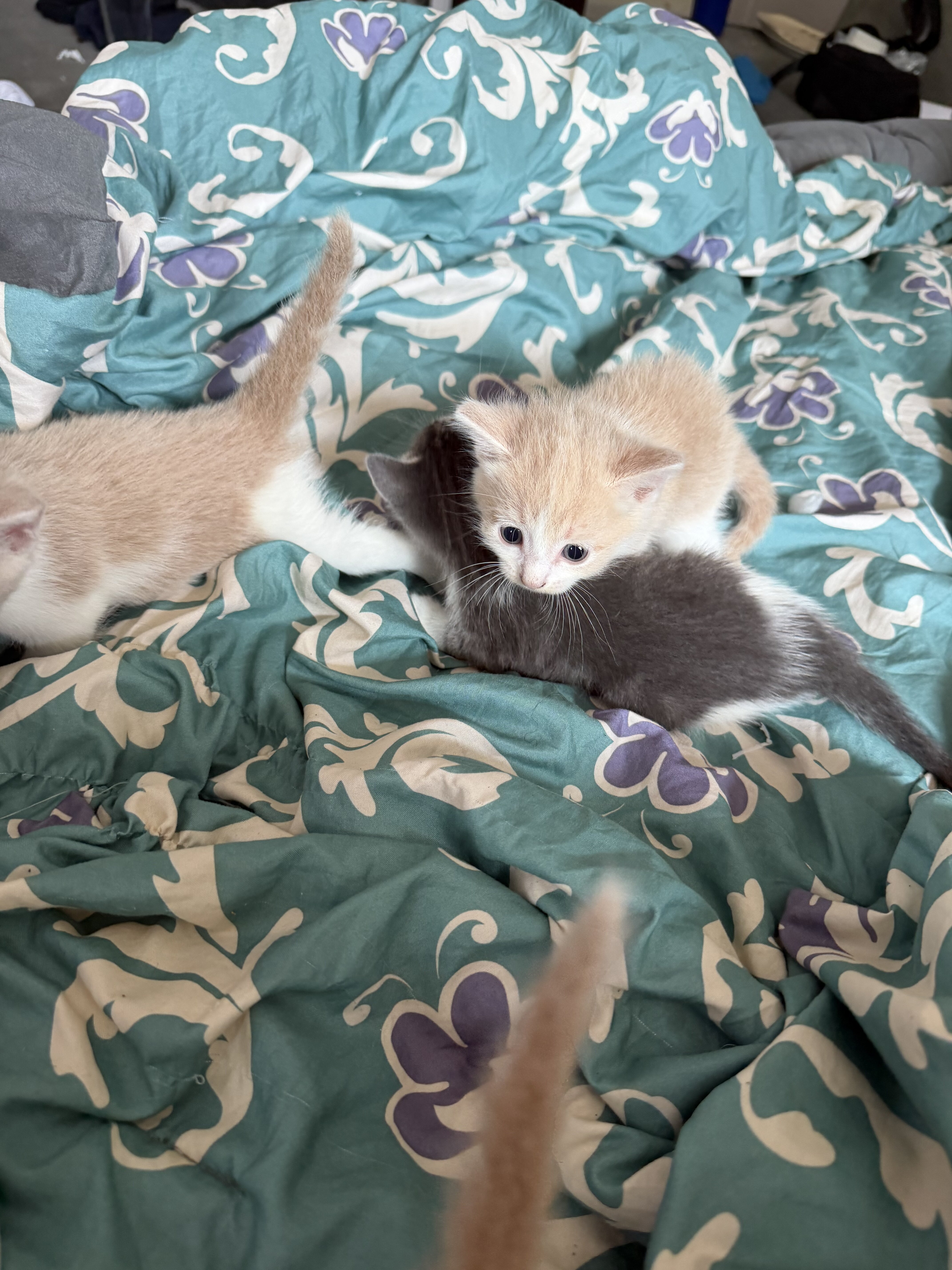 Kittens for sale image 3