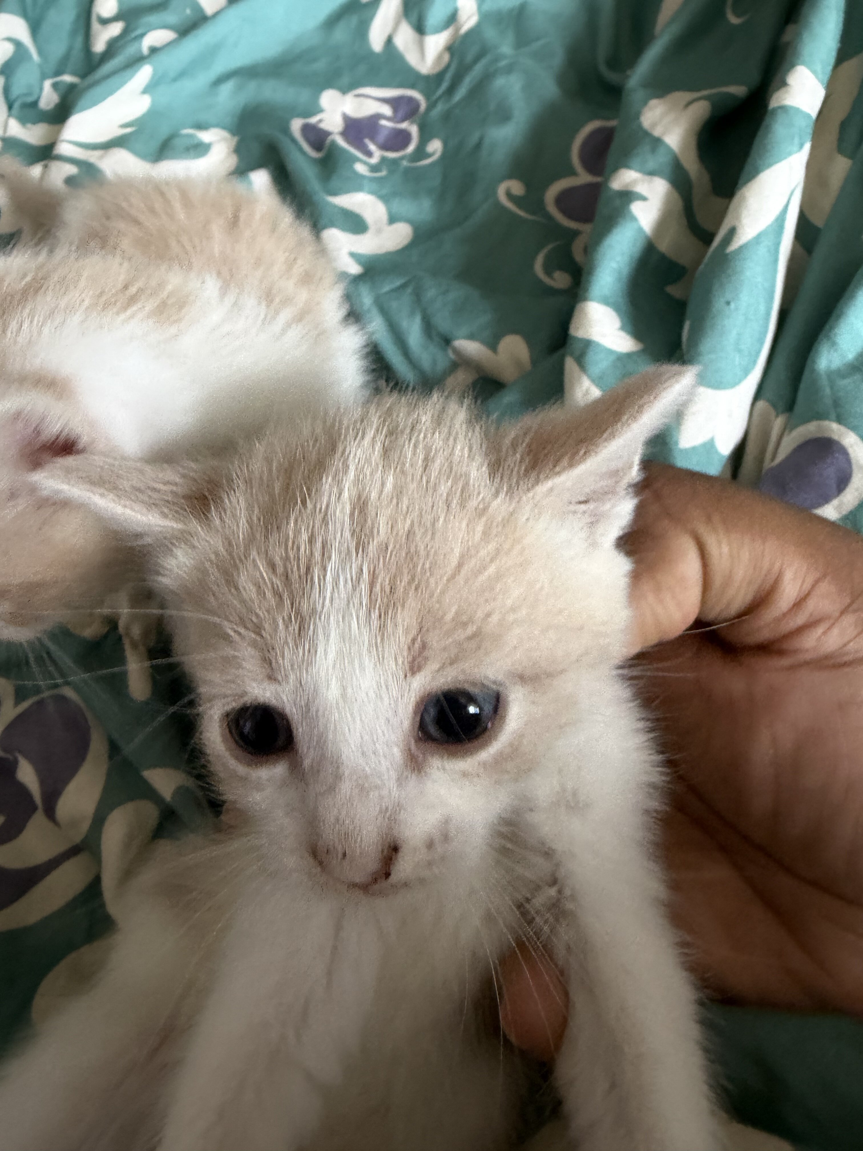 Kittens for sale image 4