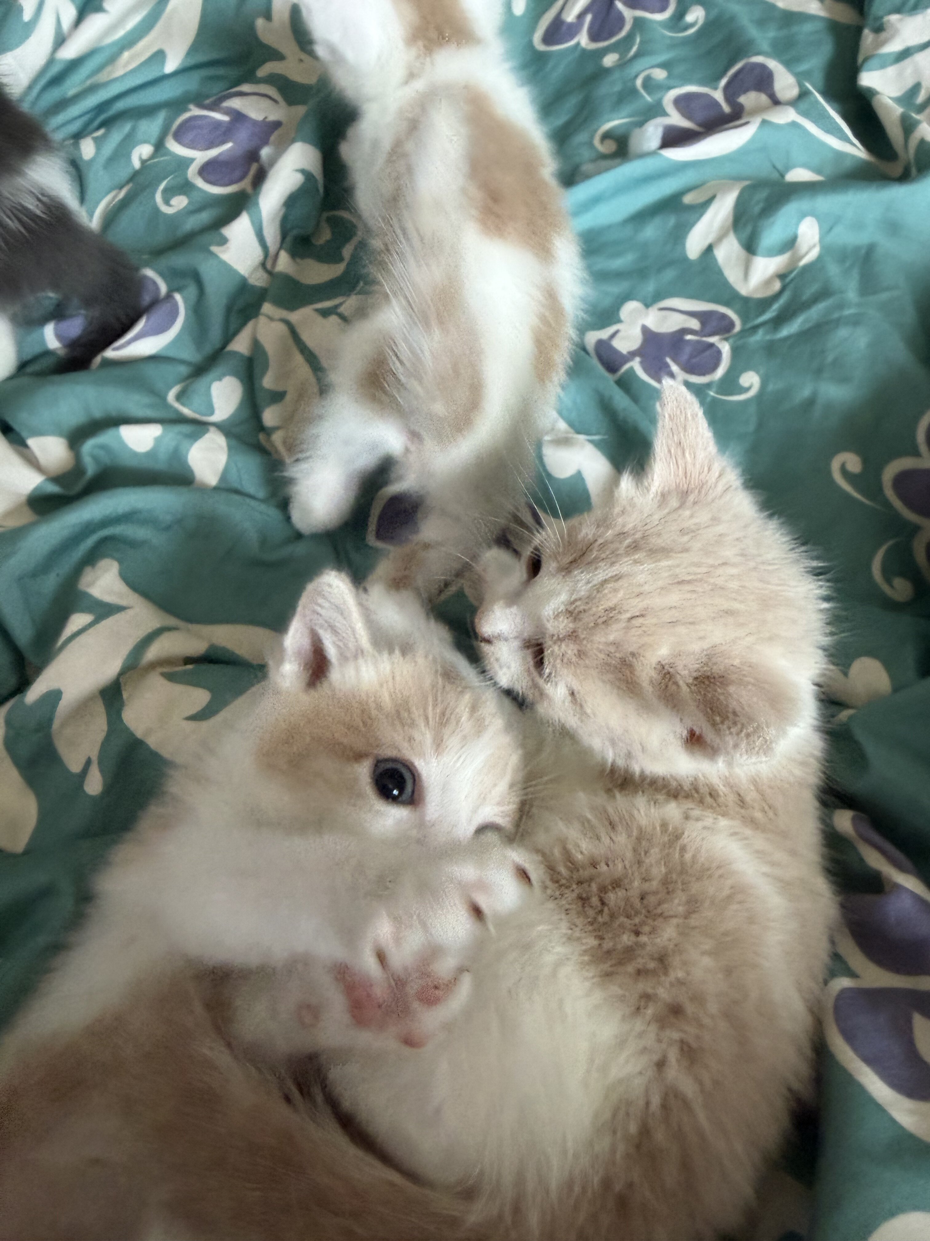 Kittens for sale image 5