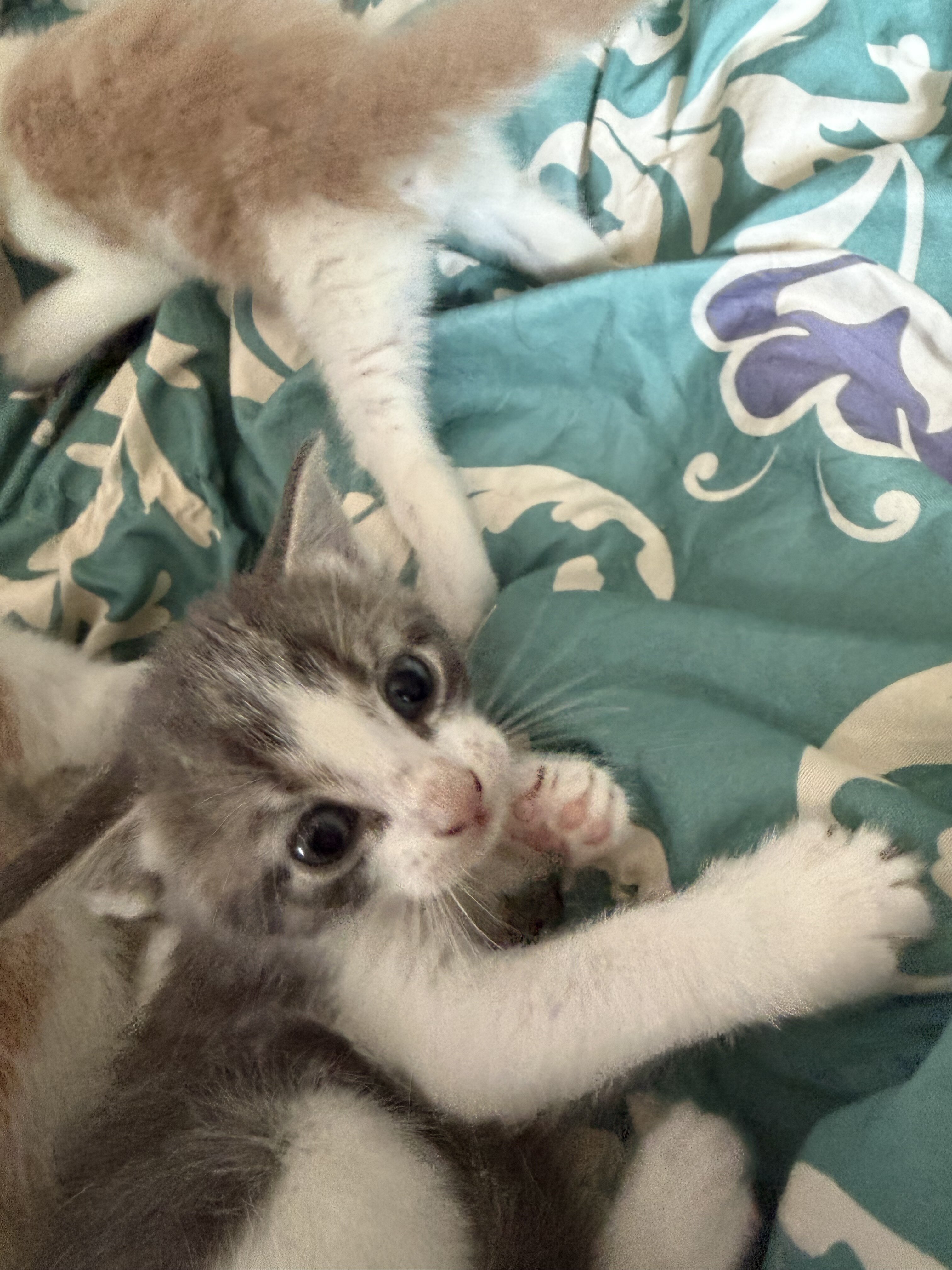 Kittens for sale image 1