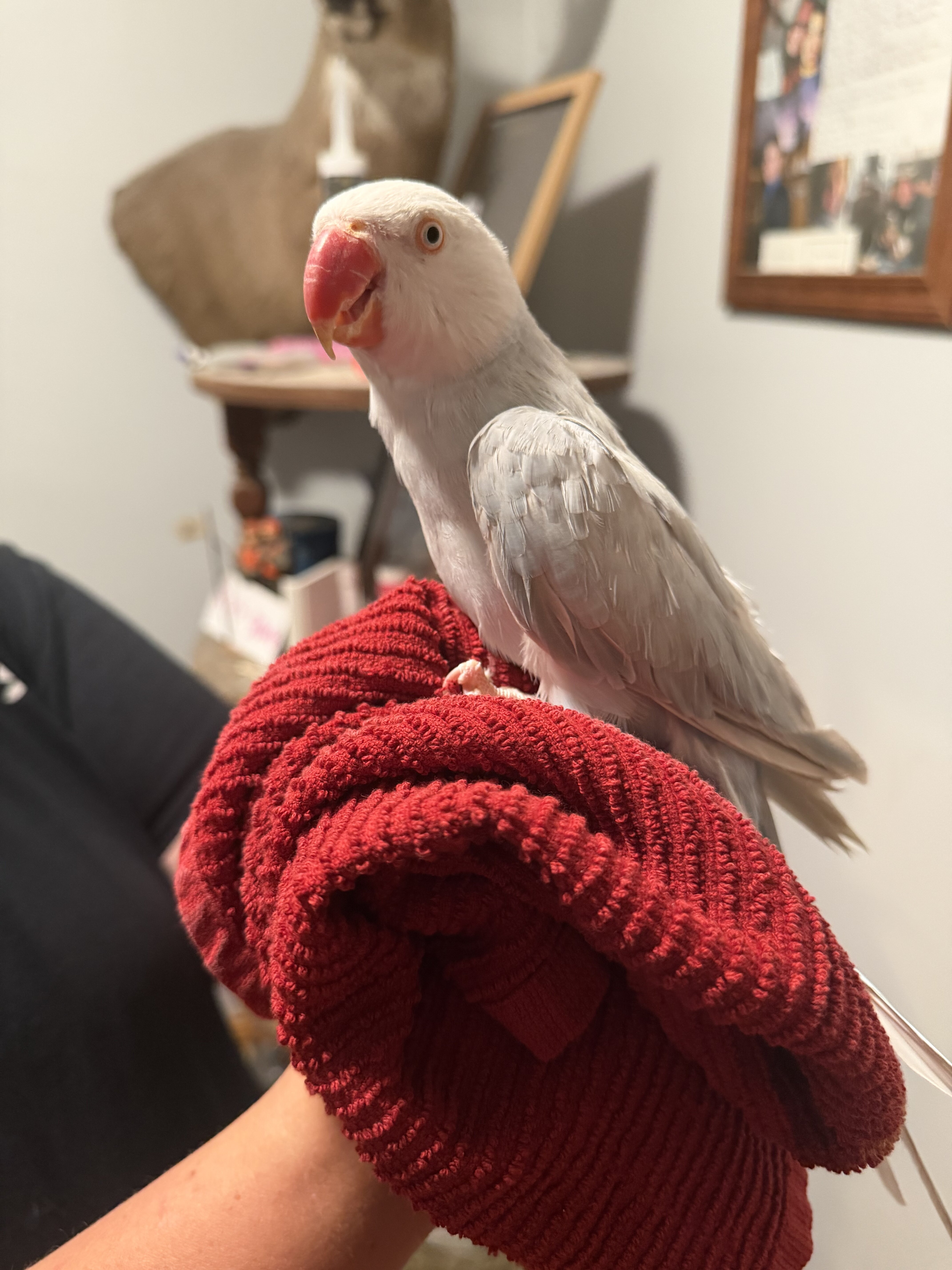 Indian Ringneck image 2