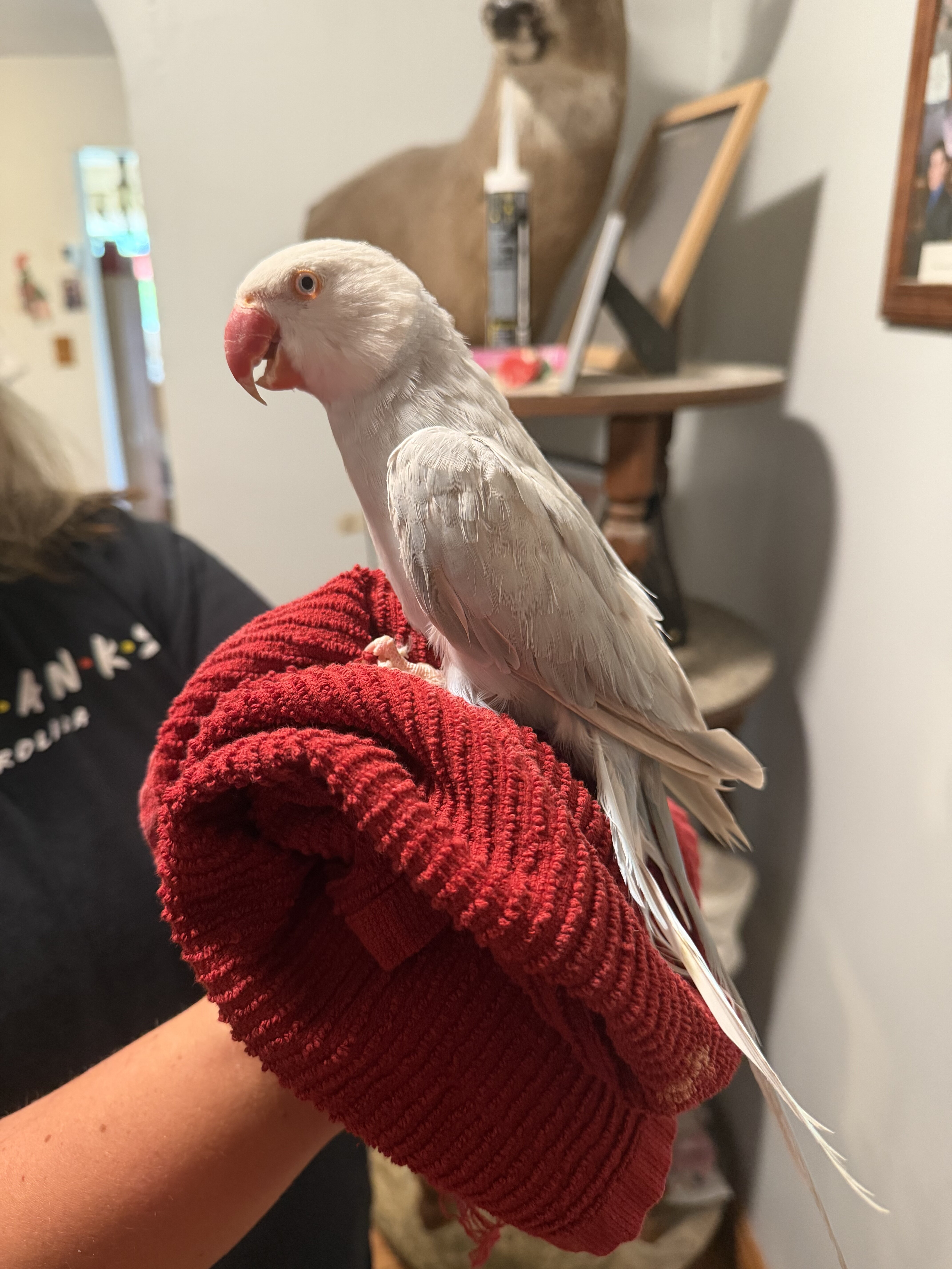 Indian Ringneck image 1
