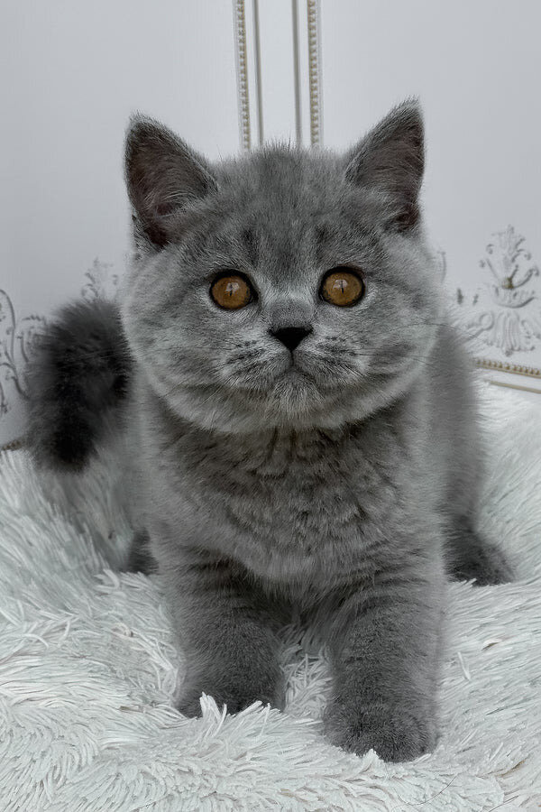 Hi, I'm Teddy British Shorthair boy image 4