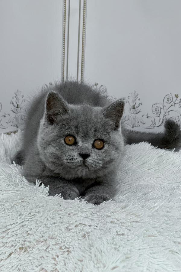 Hi, I'm Teddy British Shorthair boy image 1