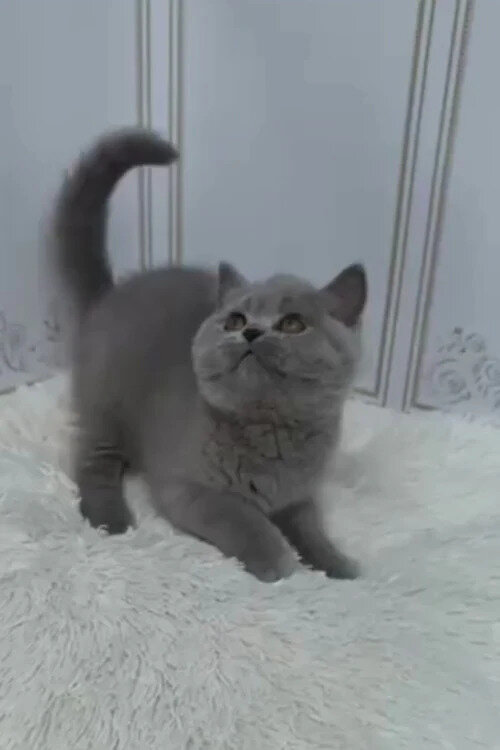 Hi, I'm Teddy British Shorthair boy image 3
