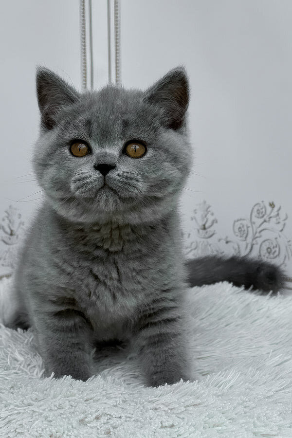 Hi, I'm Teddy British Shorthair boy image 2