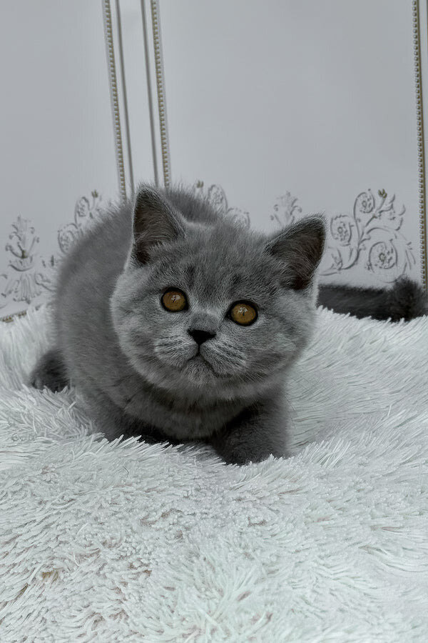 Hi, I'm Teddy British Shorthair boy image 6