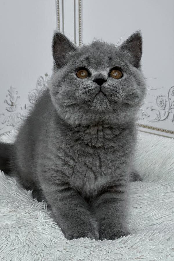 Hi, I'm Teddy British Shorthair boy image 5