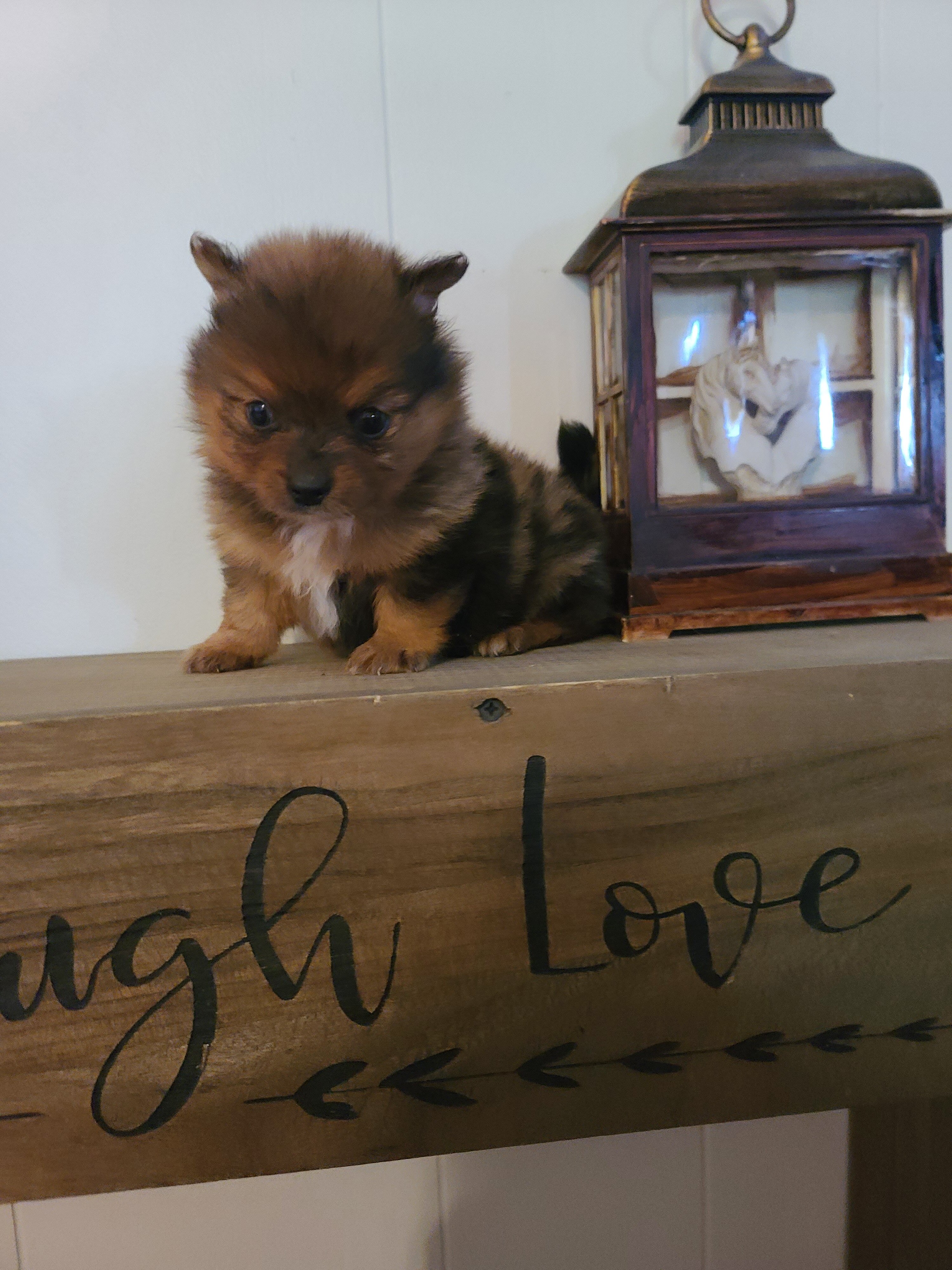 Stunning CKC Registered Pomeranian Puppies image 4