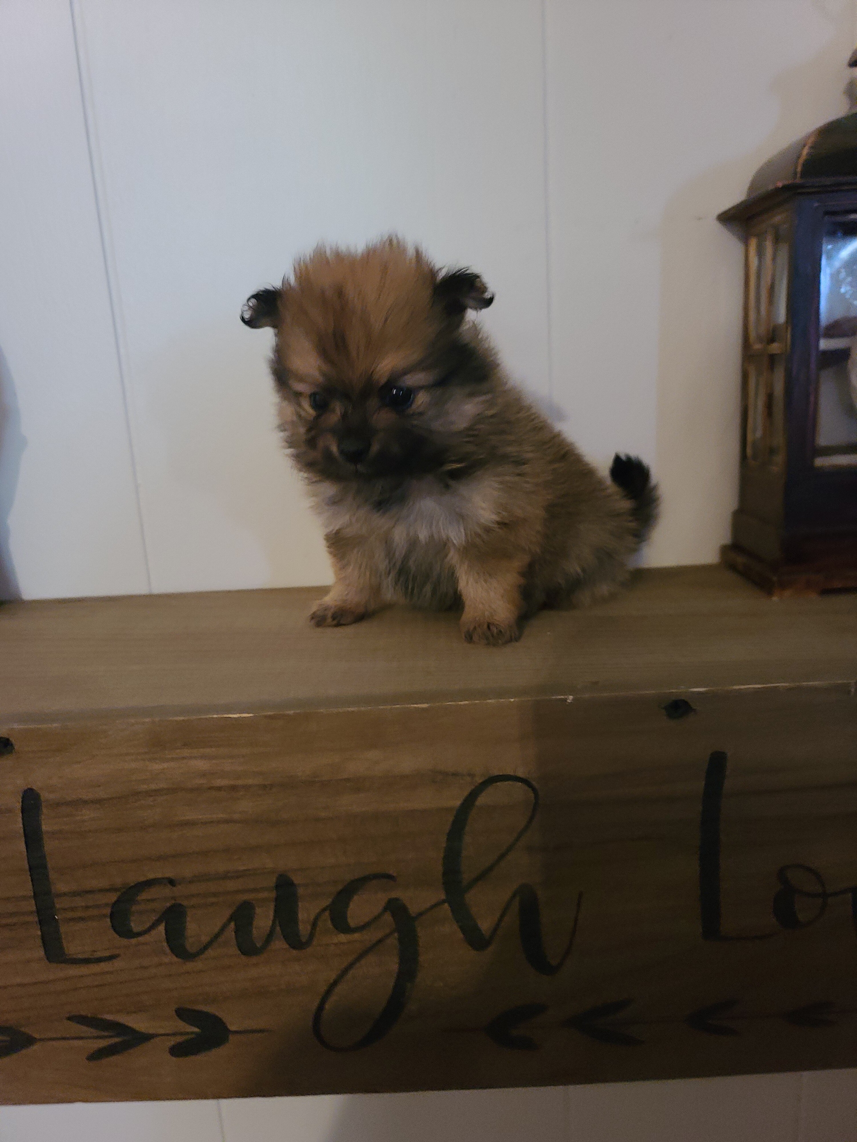 Stunning CKC Registered Pomeranian Puppies image 2