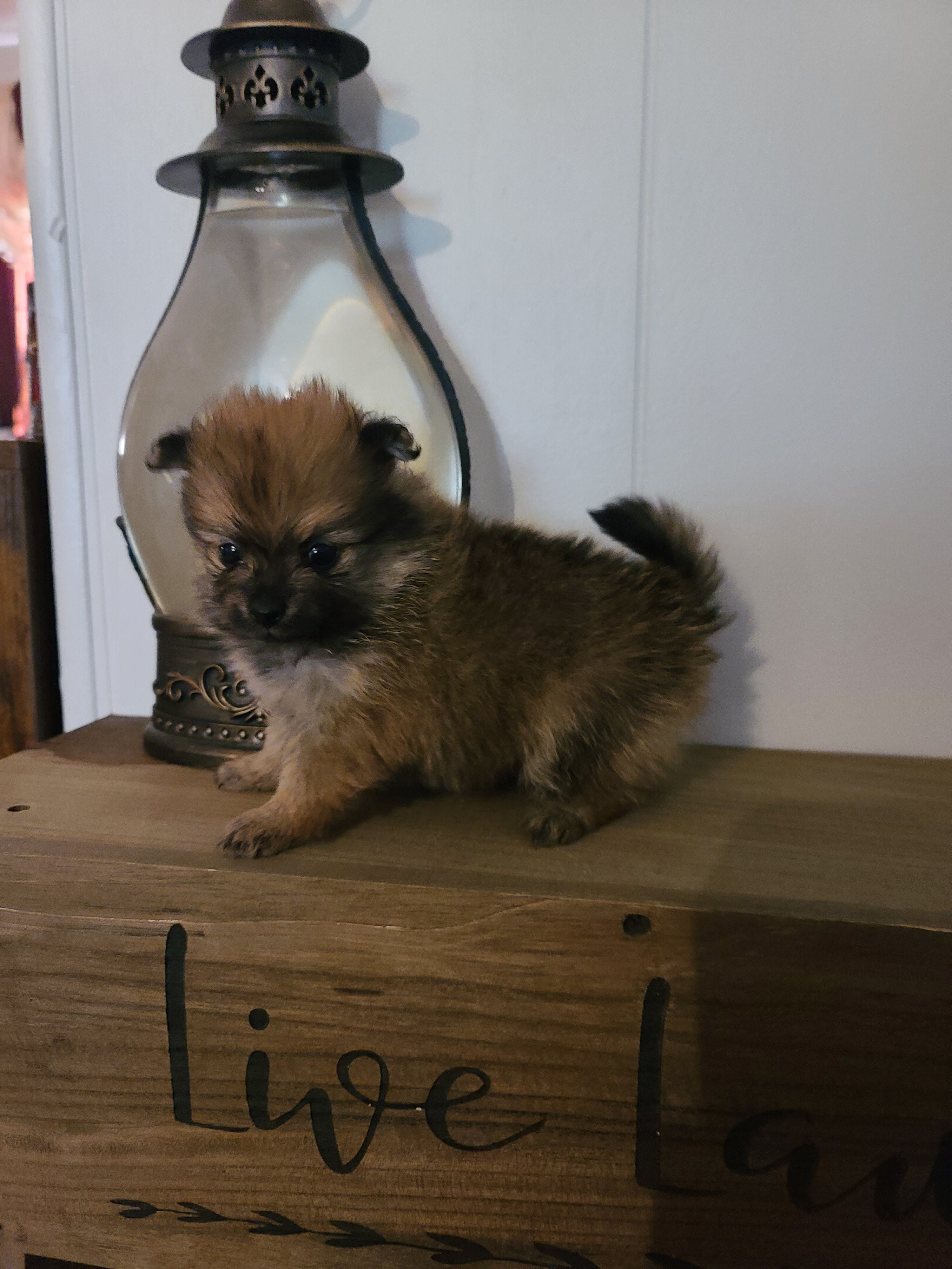 Stunning CKC Registered Pomeranian Puppies image 1