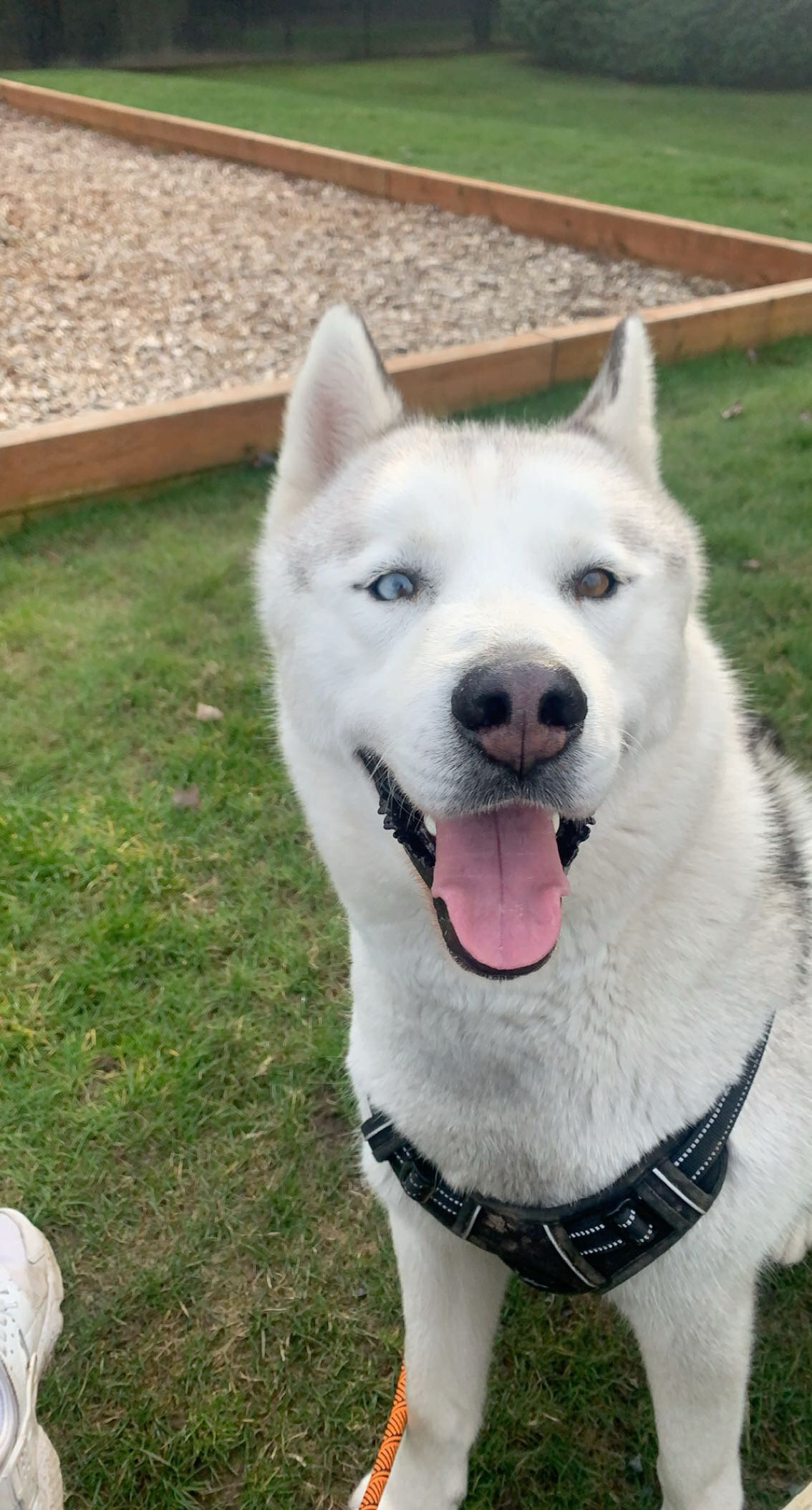 Male, Siberian Husky, 8 years old image 1