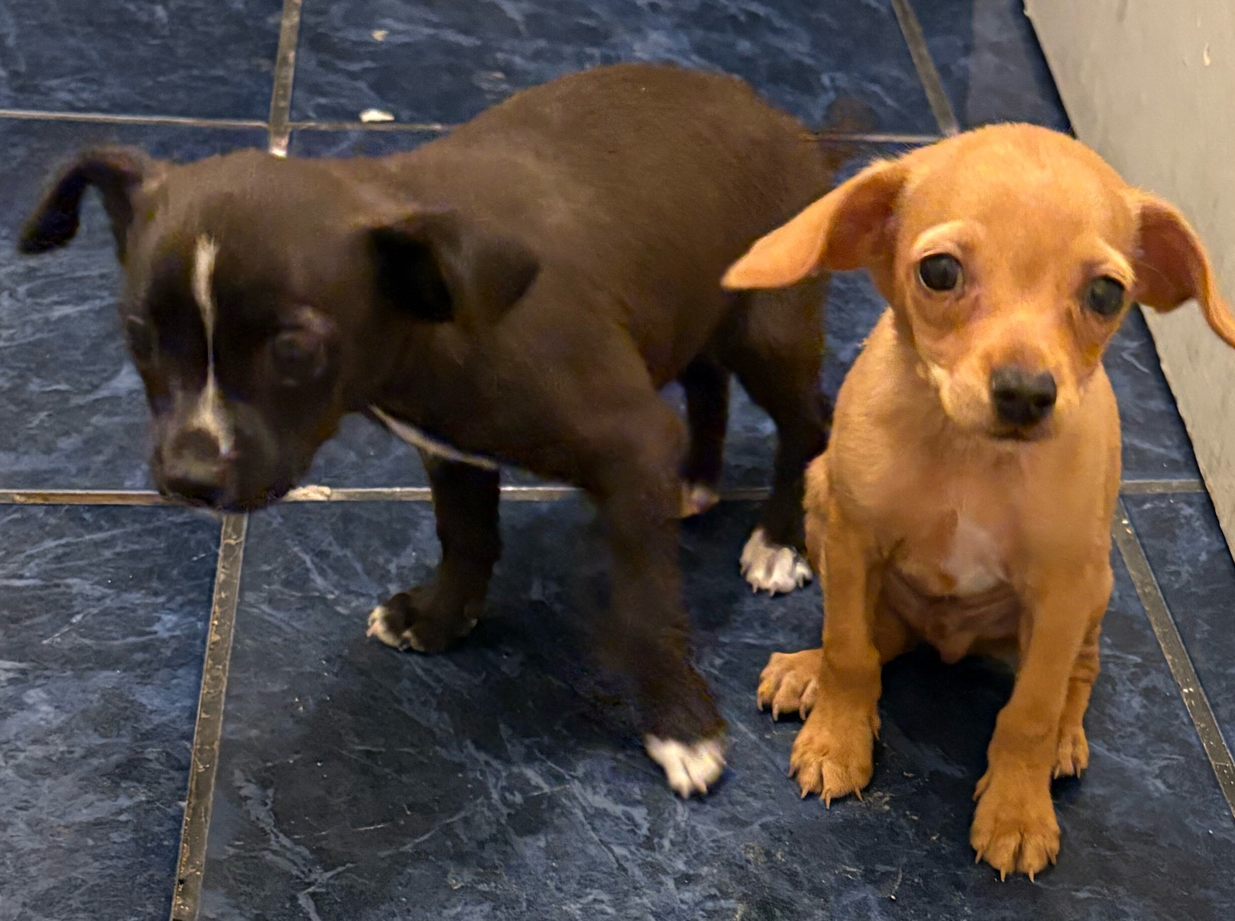 Puppies chihuahua mix image 1