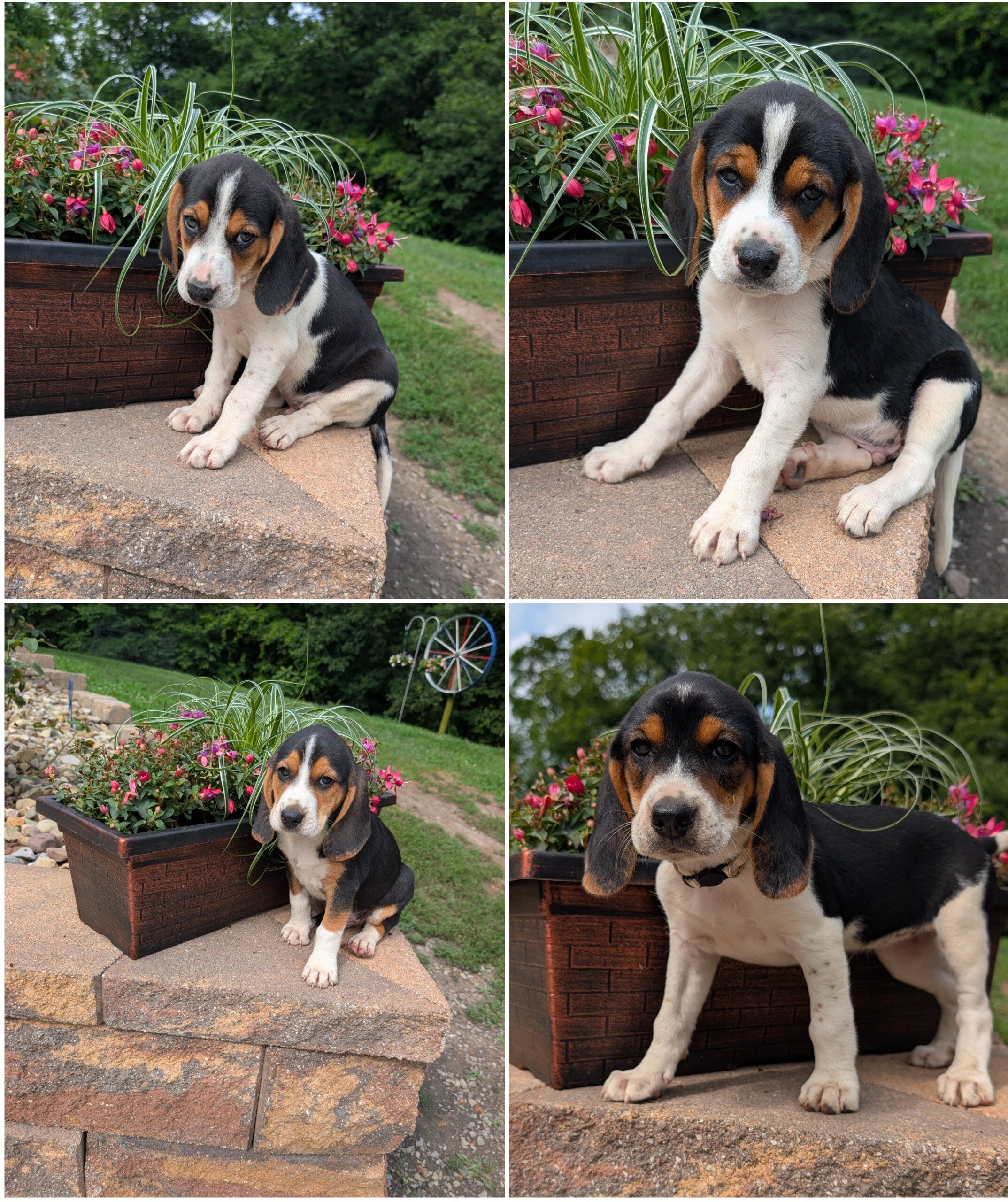 Walker Beagle X image 1