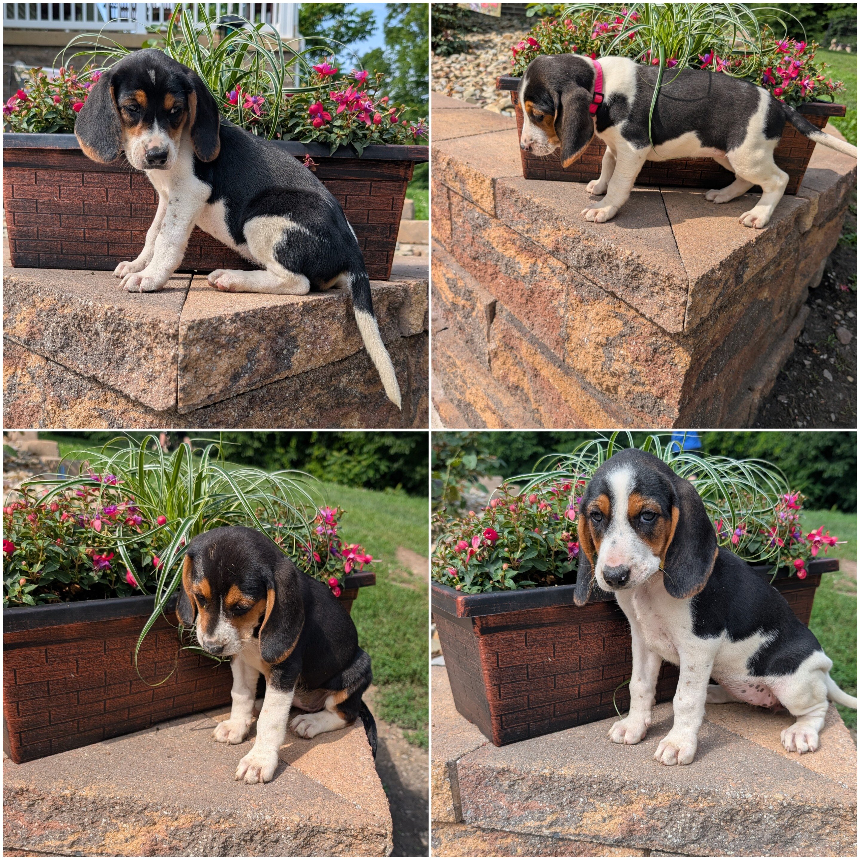 Walker Beagle X image 2