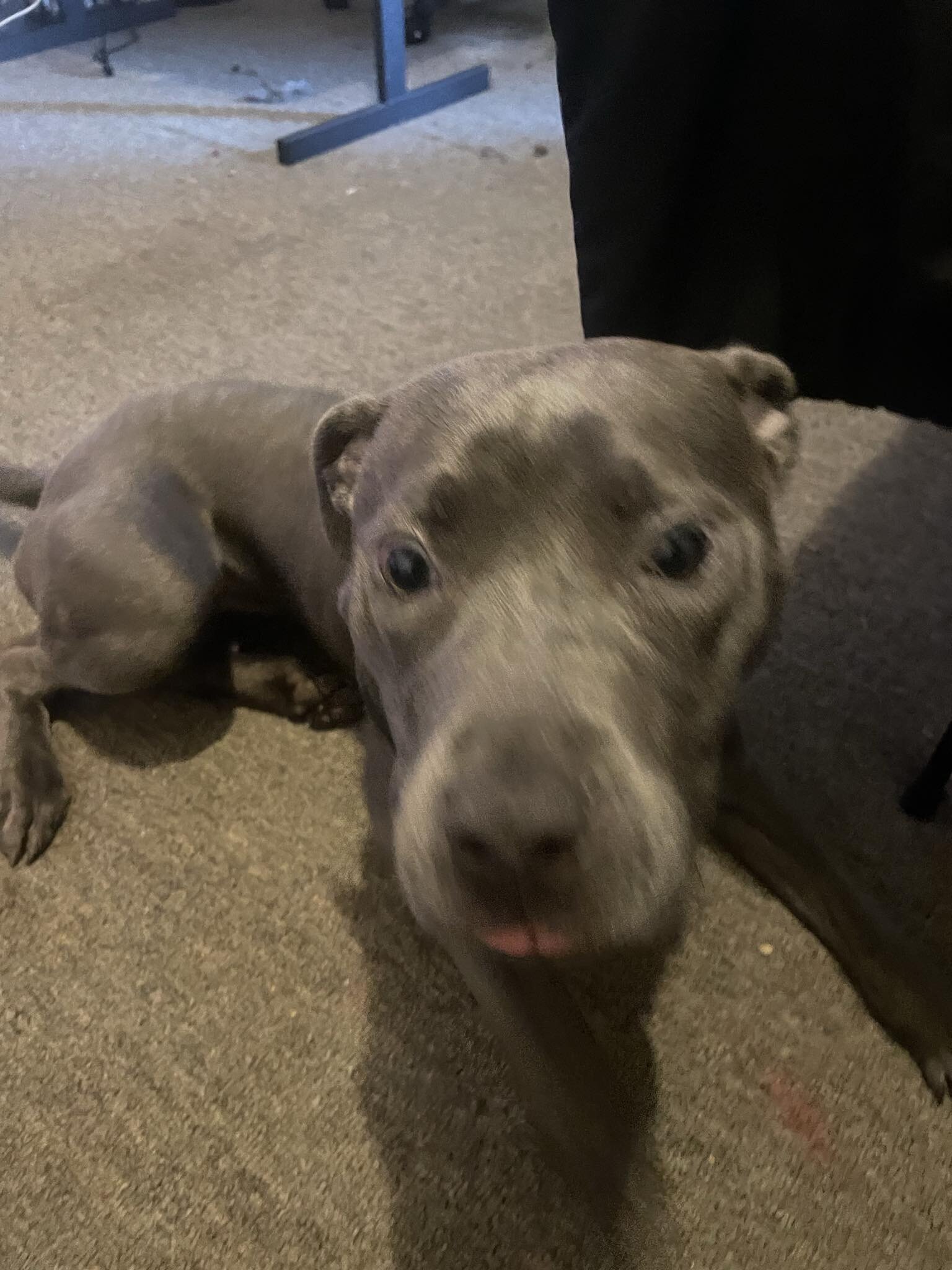 Blue Nose PitBull Pup image 2