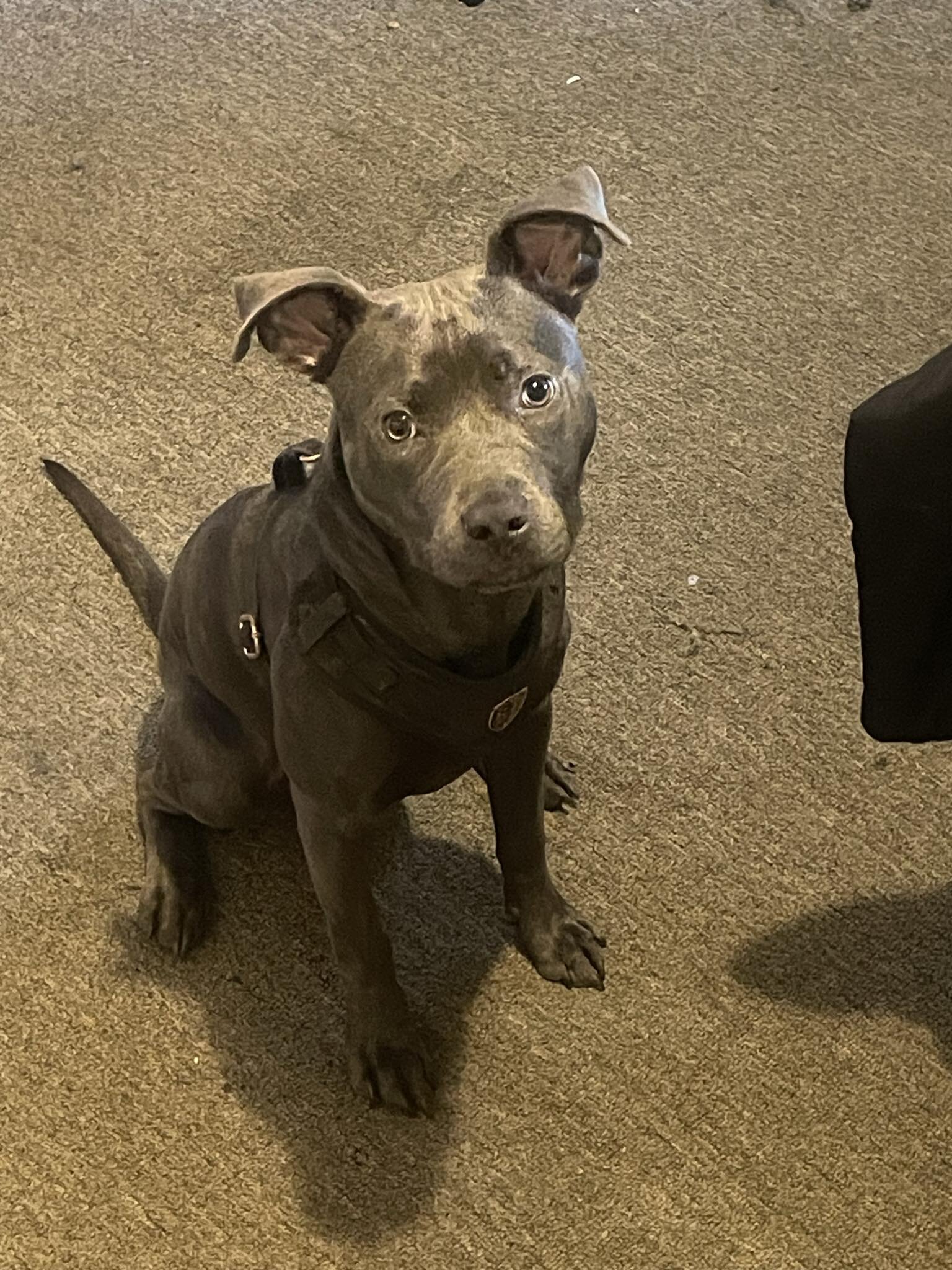 Blue Nose PitBull Pup image 3