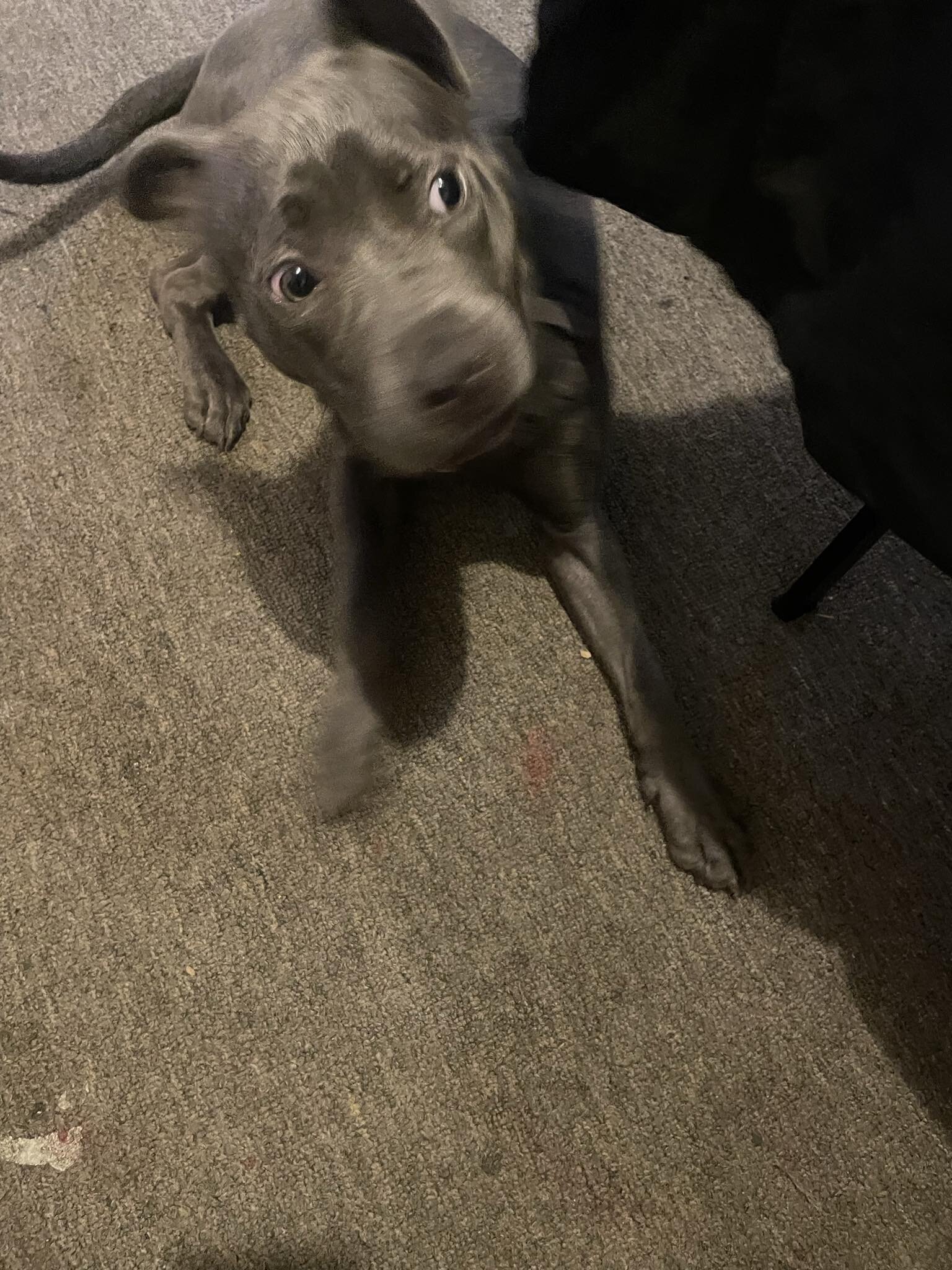 Blue Nose PitBull Pup image 1