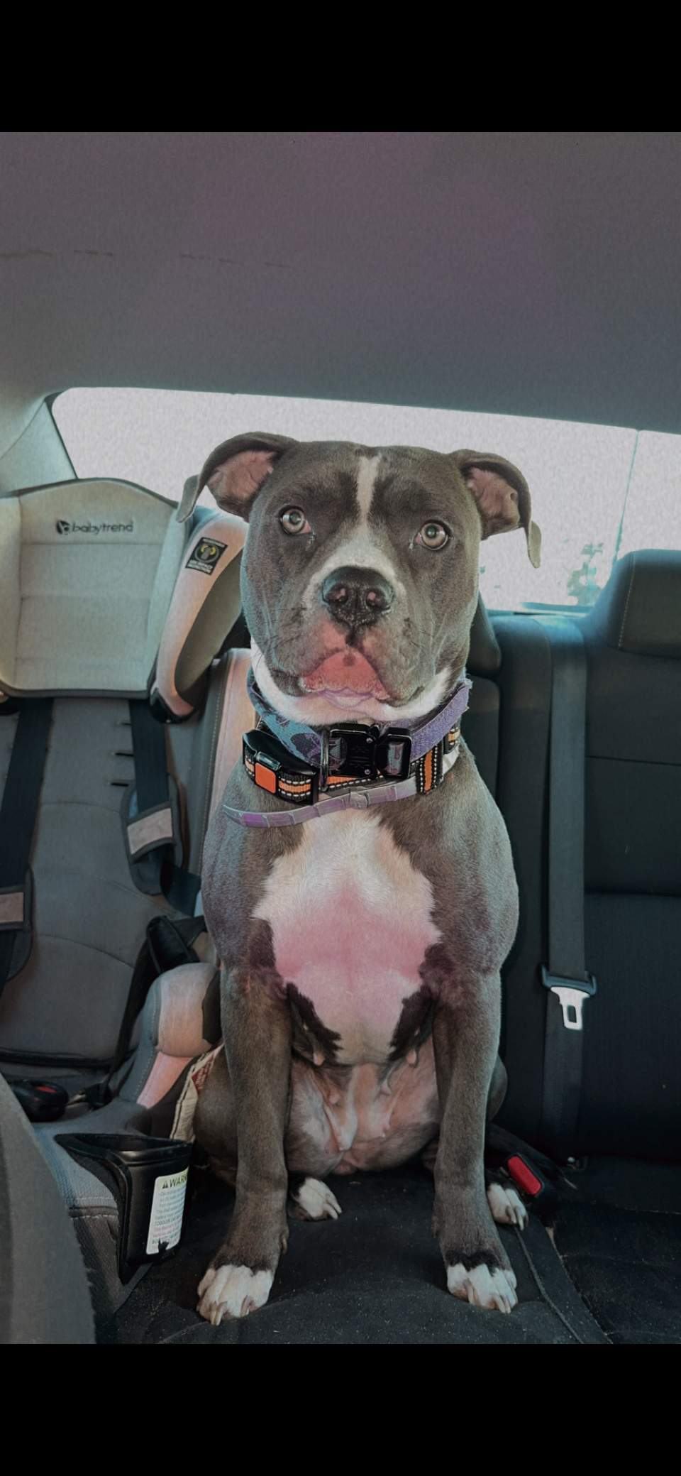 Dog image 1