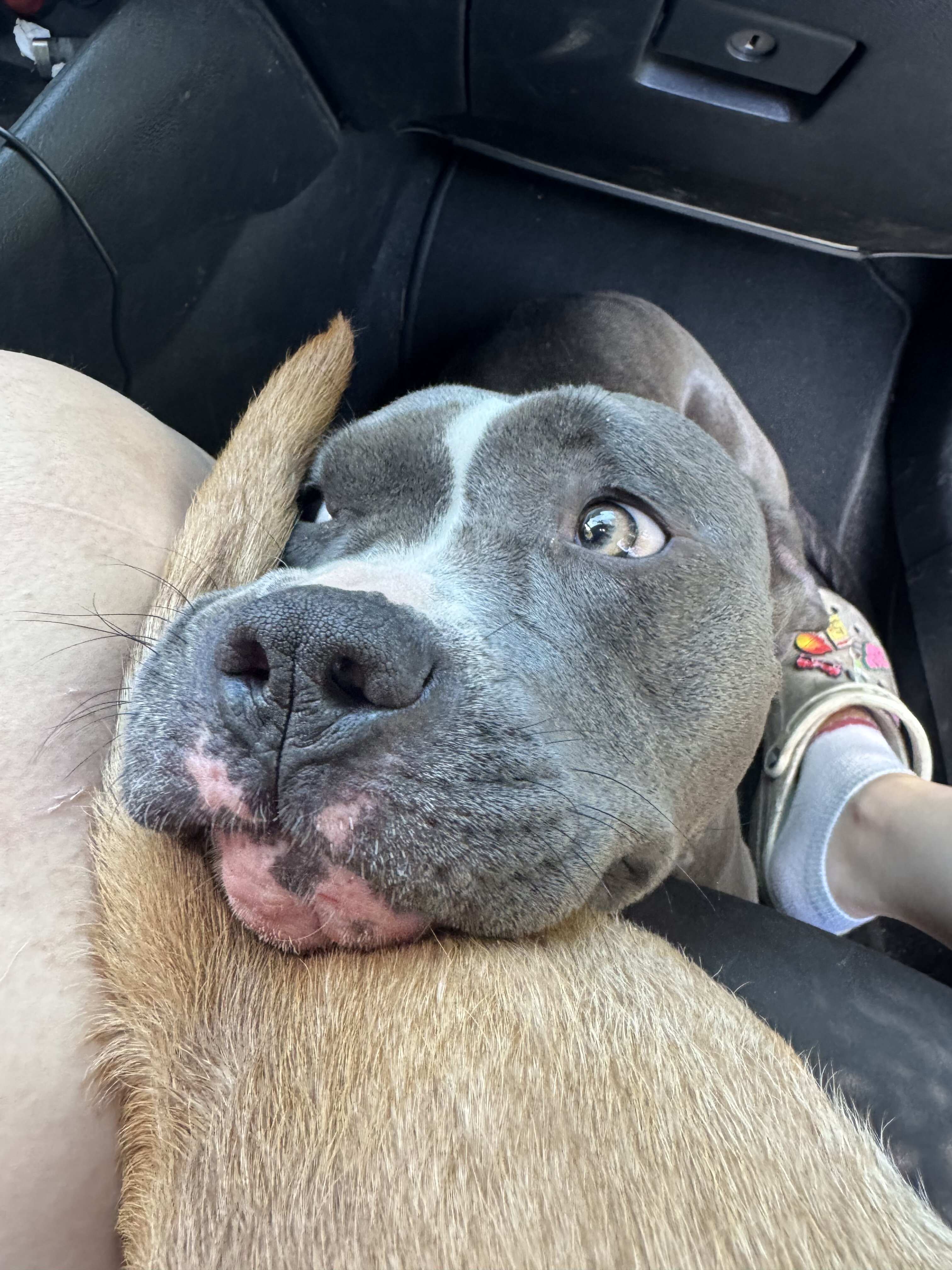 Dog image 2