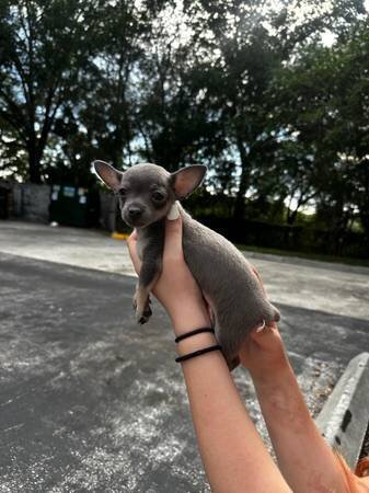 Purebred Blue Chihuahua Male Puppy 🐾 image 1
