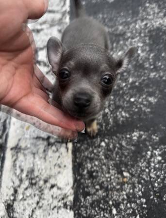 Purebred Blue Chihuahua Male Puppy 🐾 image 2