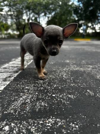 Purebred Blue Chihuahua Male Puppy 🐾 image 3