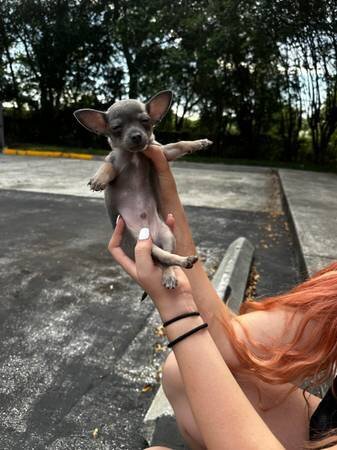 Purebred Blue Chihuahua Male Puppy 🐾 image 4