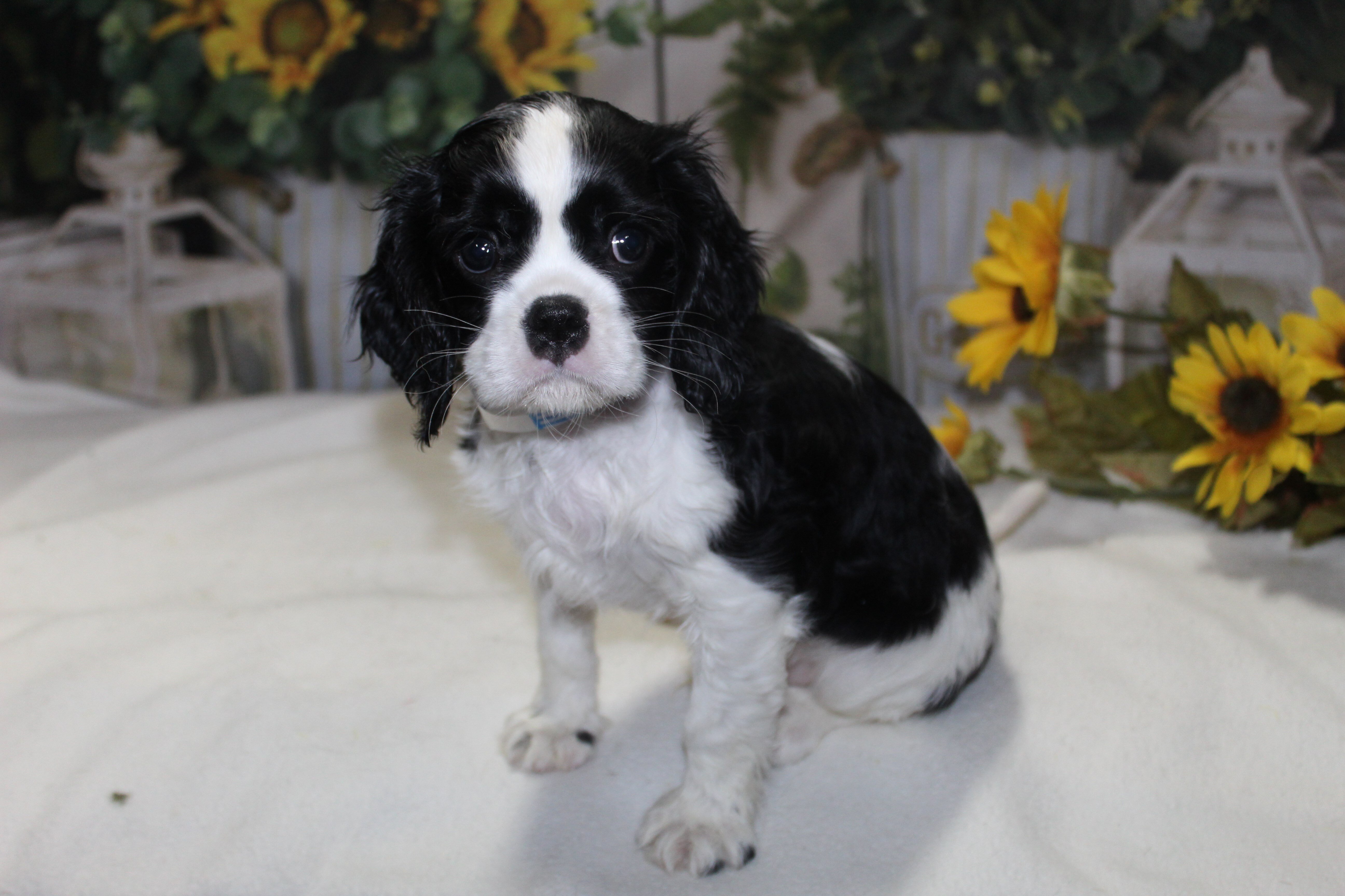 King Charles Puppies image 1