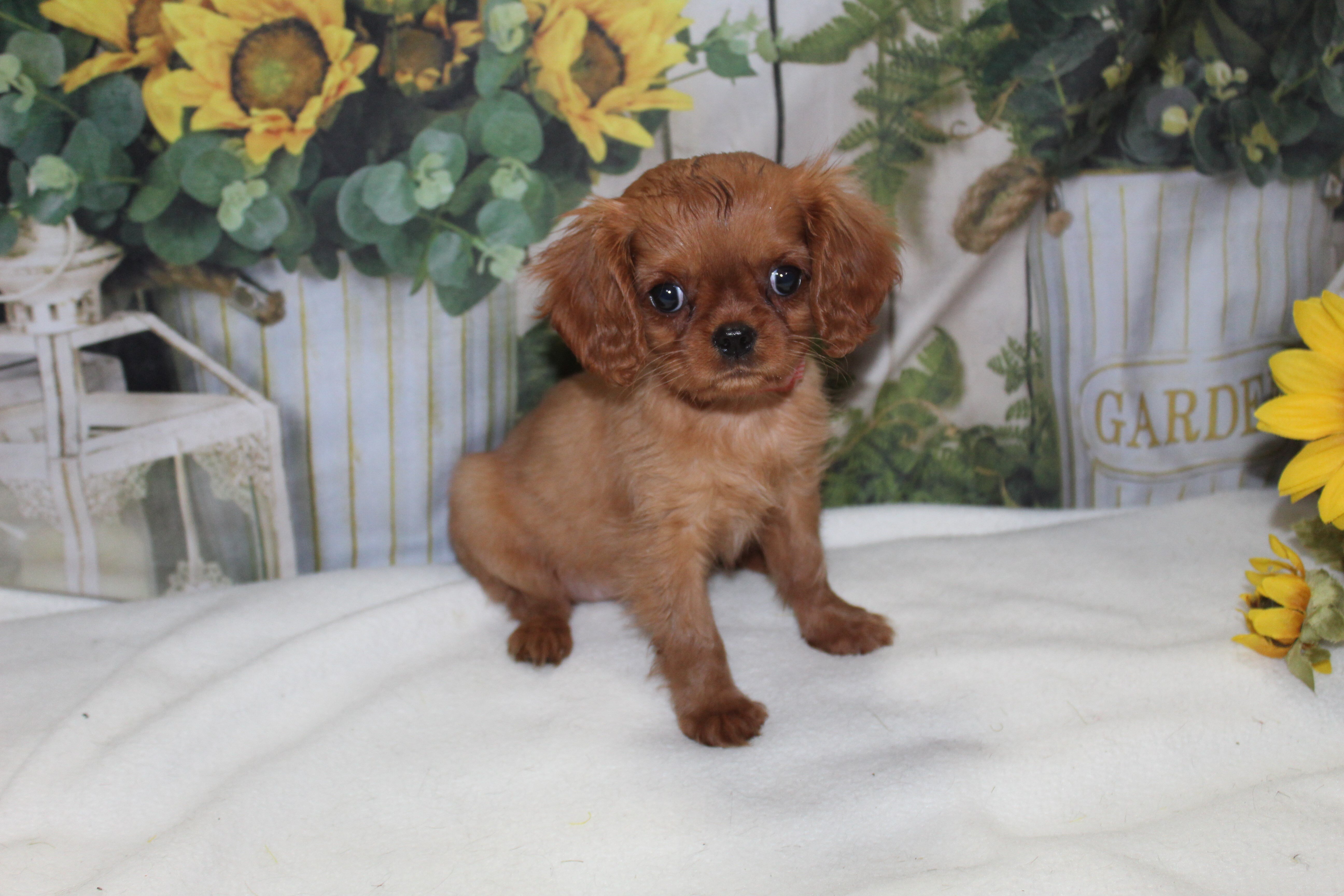 King Charles Puppies image 2