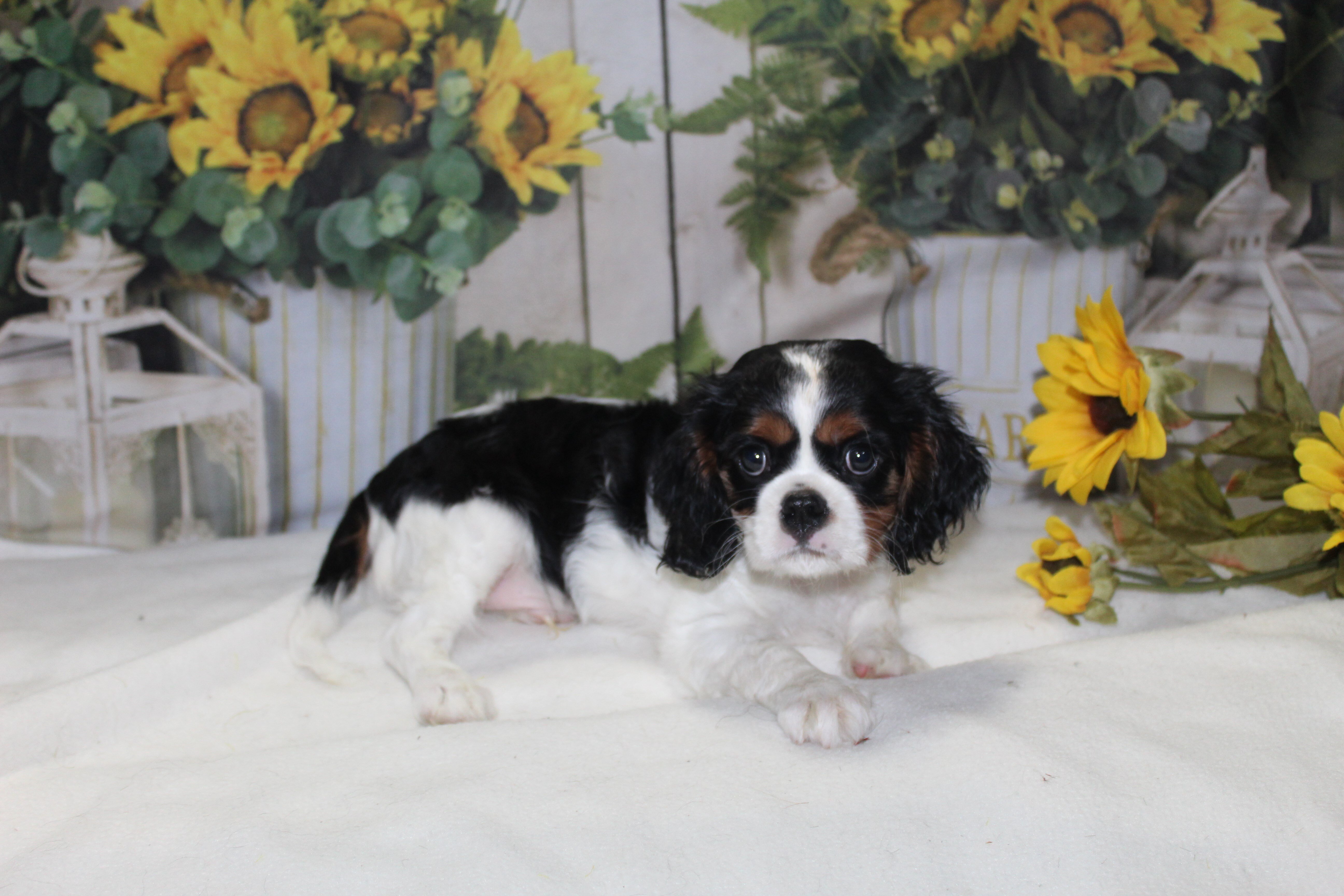 King Charles Puppies image 3