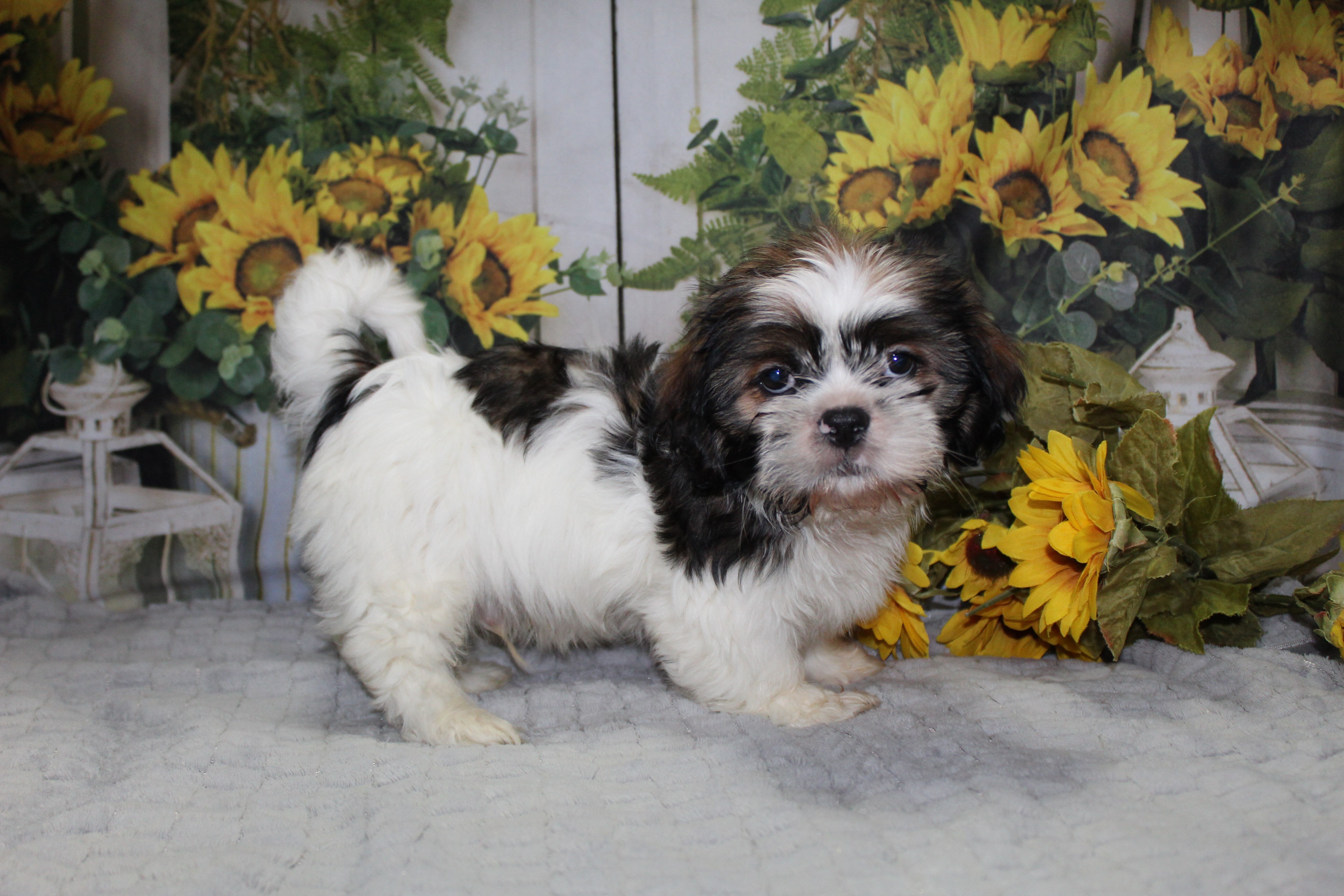 Shih Tzu Puppies image 1