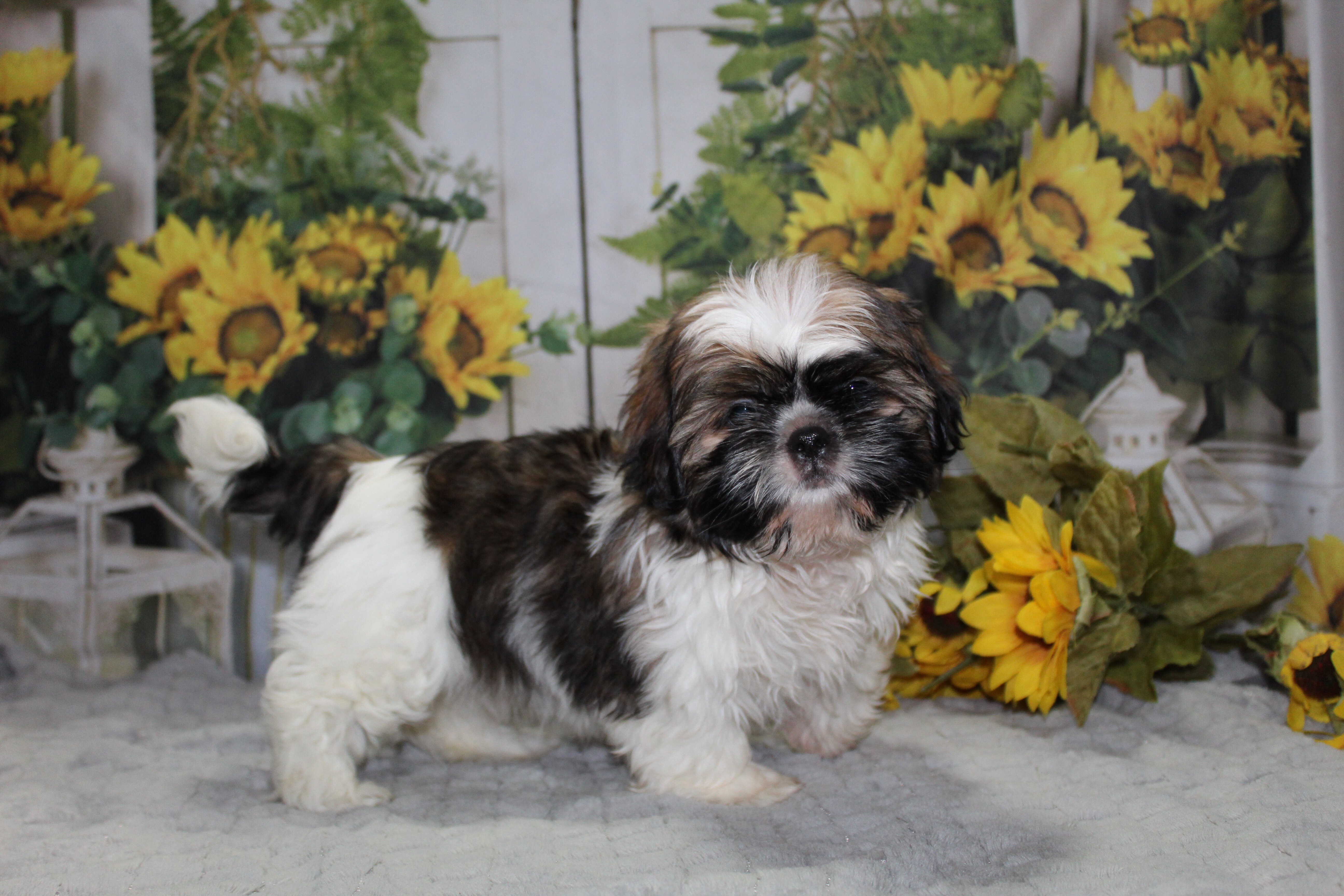 Shih Tzu Puppies image 2