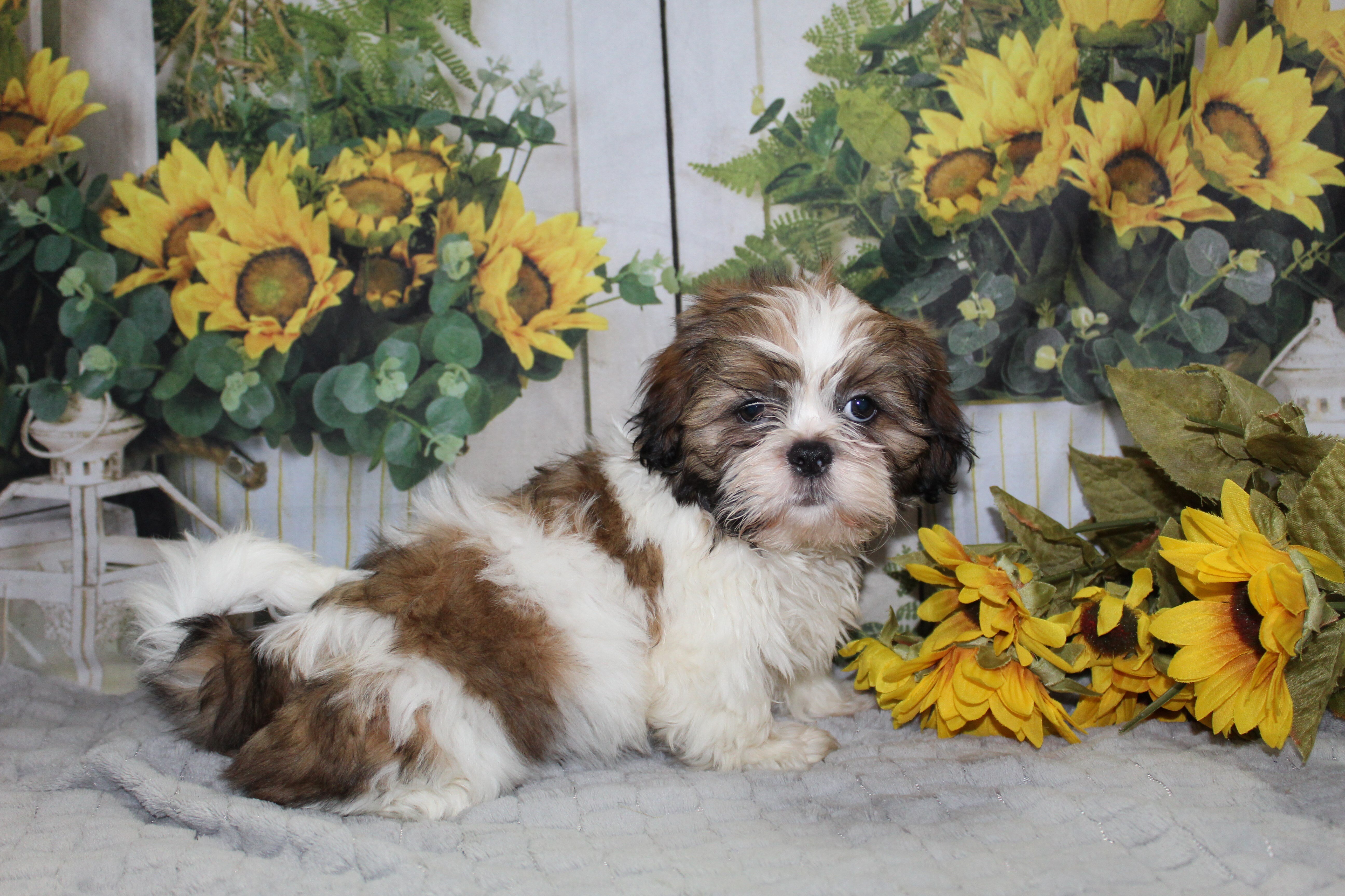Shih Tzu Puppies image 3