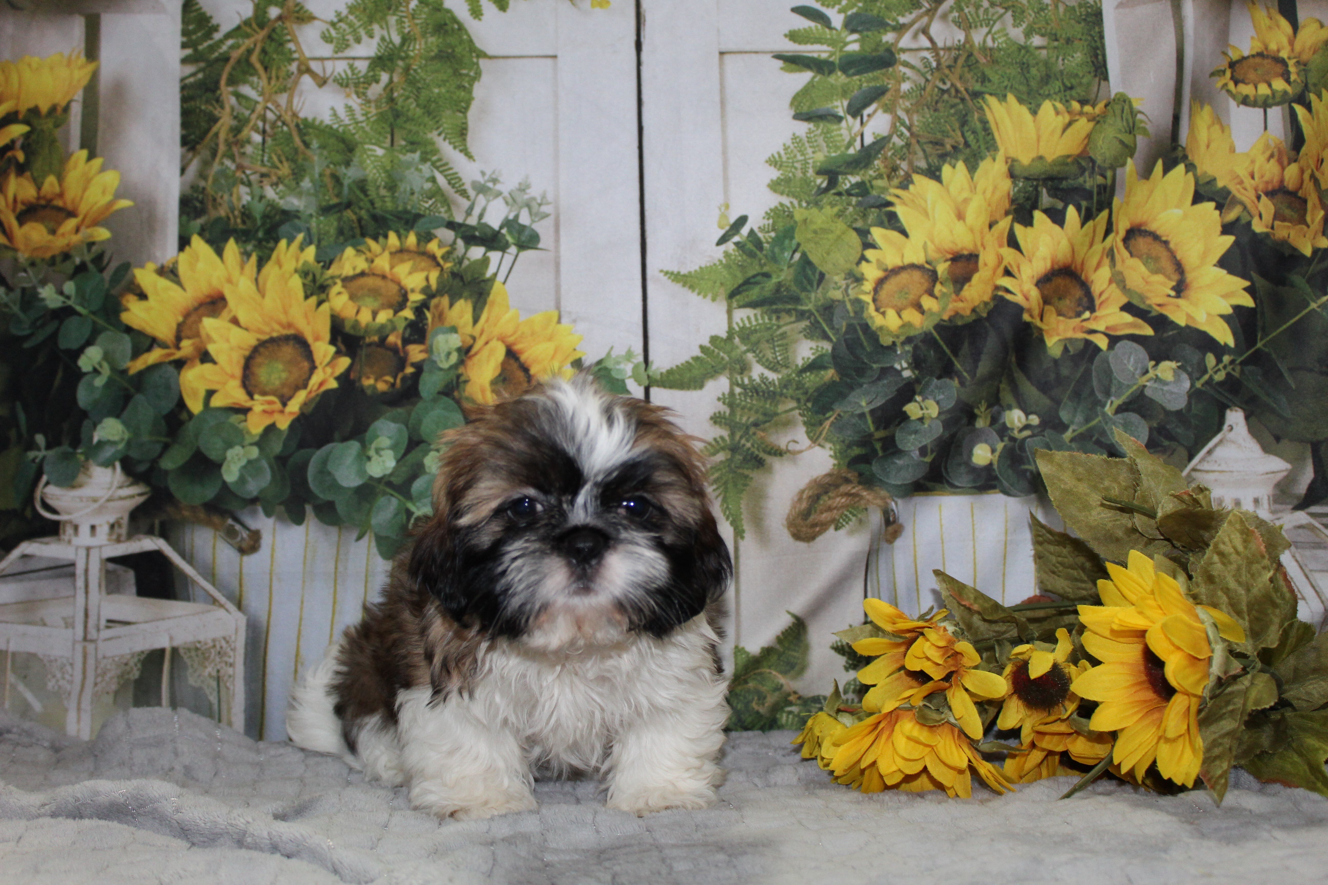 Shih Tzu Puppies image 4