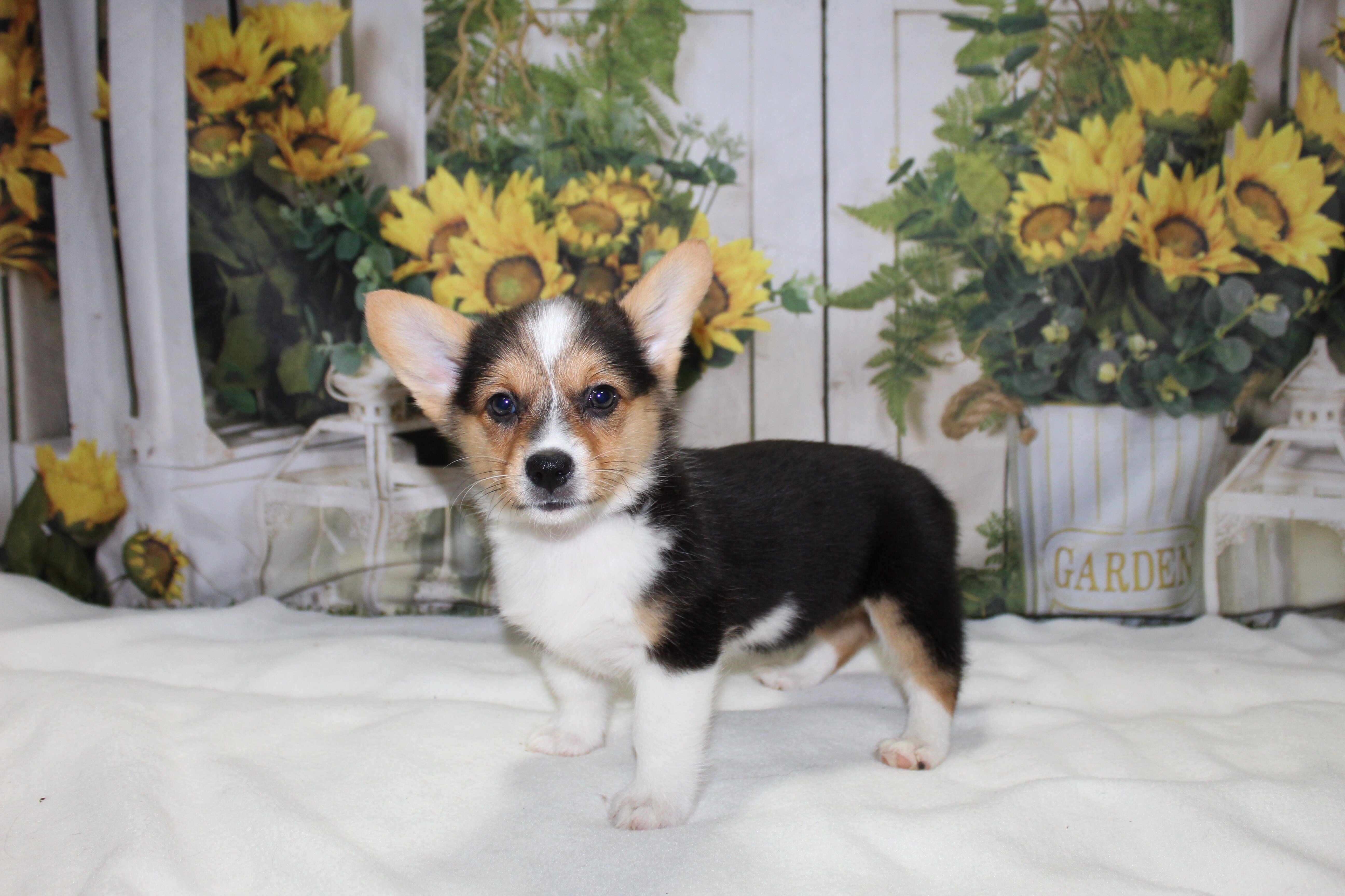 Corgi Puppies image 1