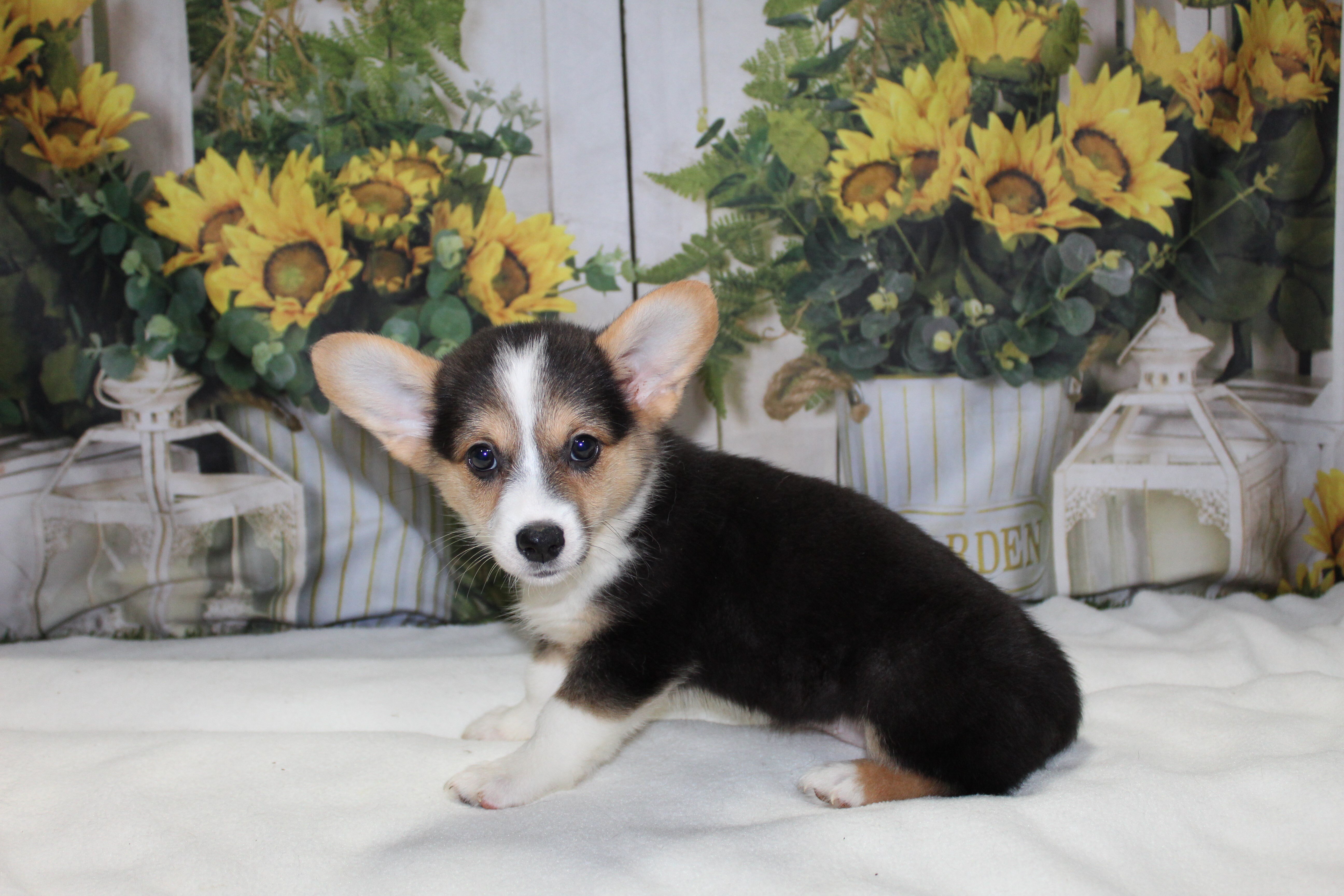 Corgi Puppies image 2